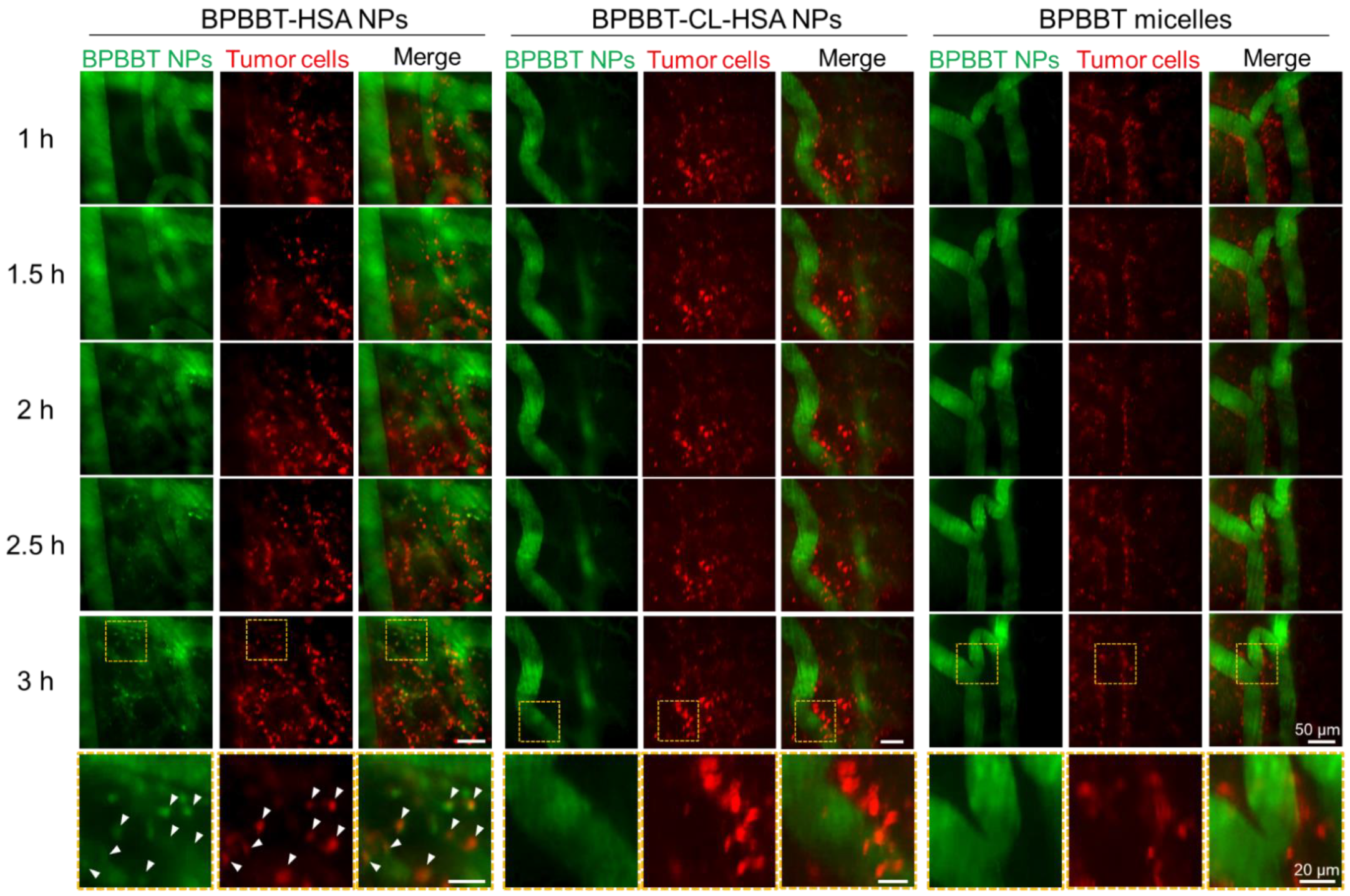 Pharmaceutics 15 00519 g007 Pharmaceutics 15 00519 g007