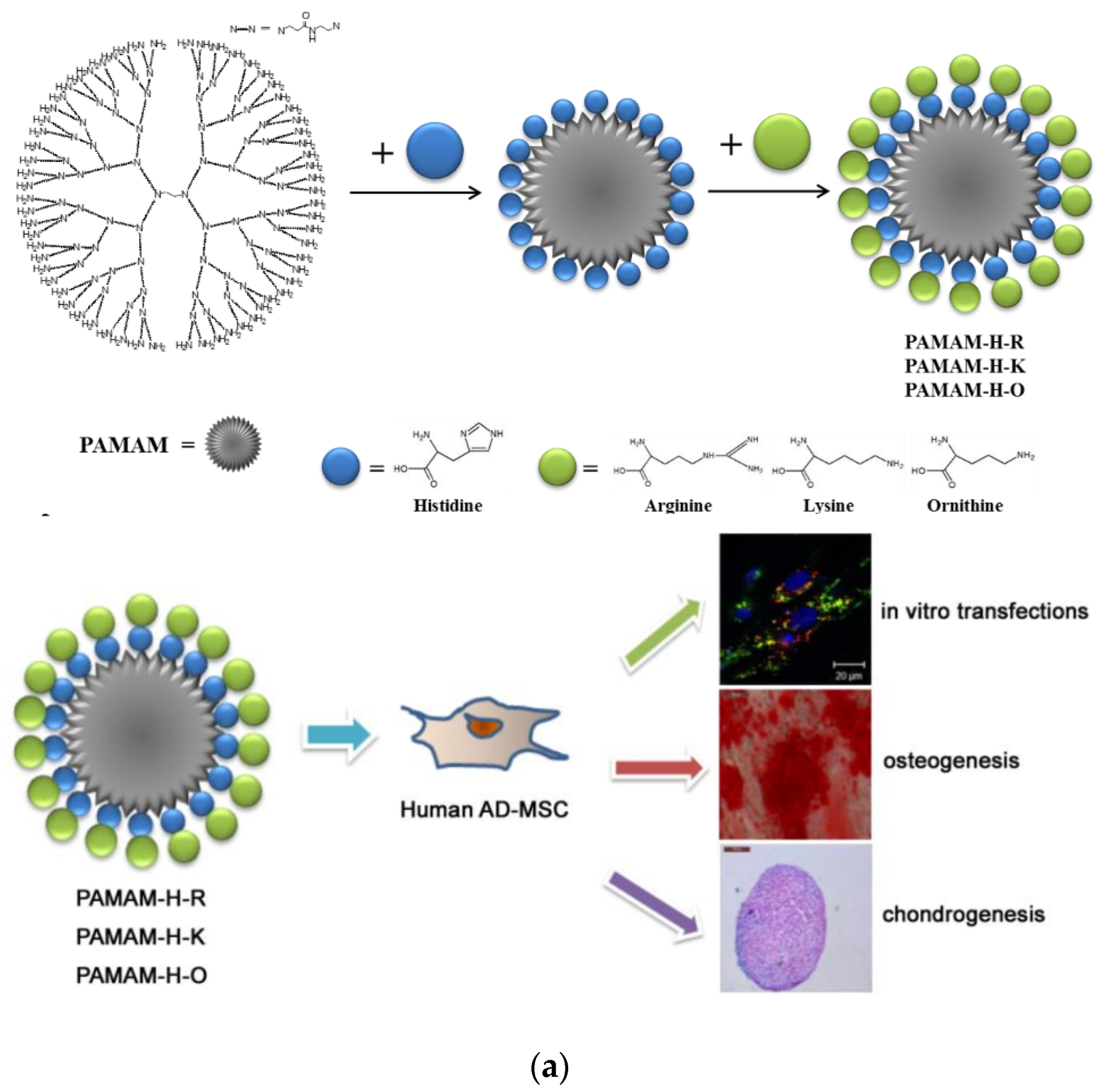 Pharmaceutics 15 00524 g016a Pharmaceutics 15 00524 g016a