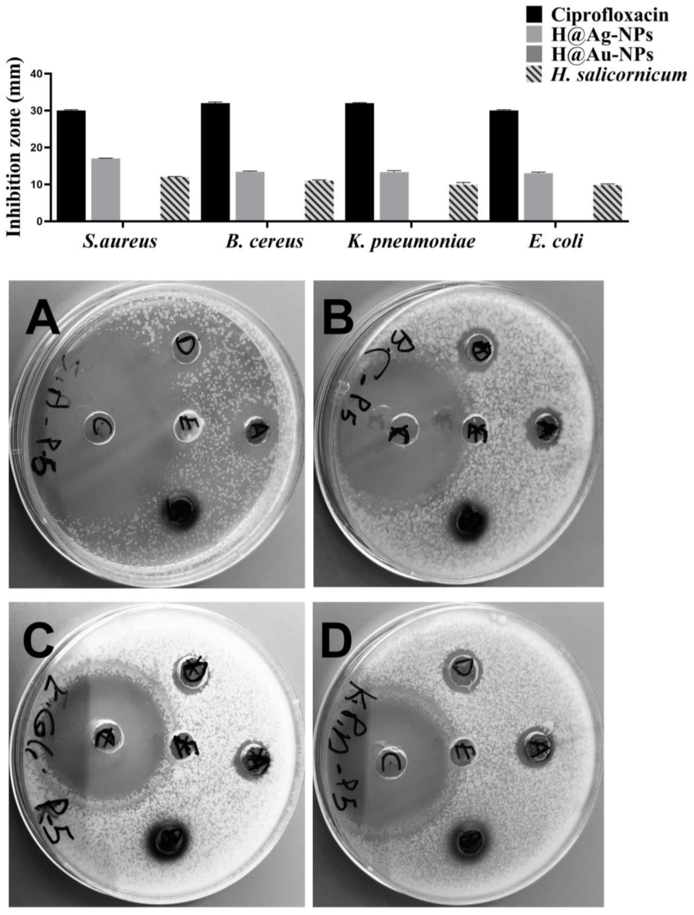 Pharmaceutics 15 00529 g010