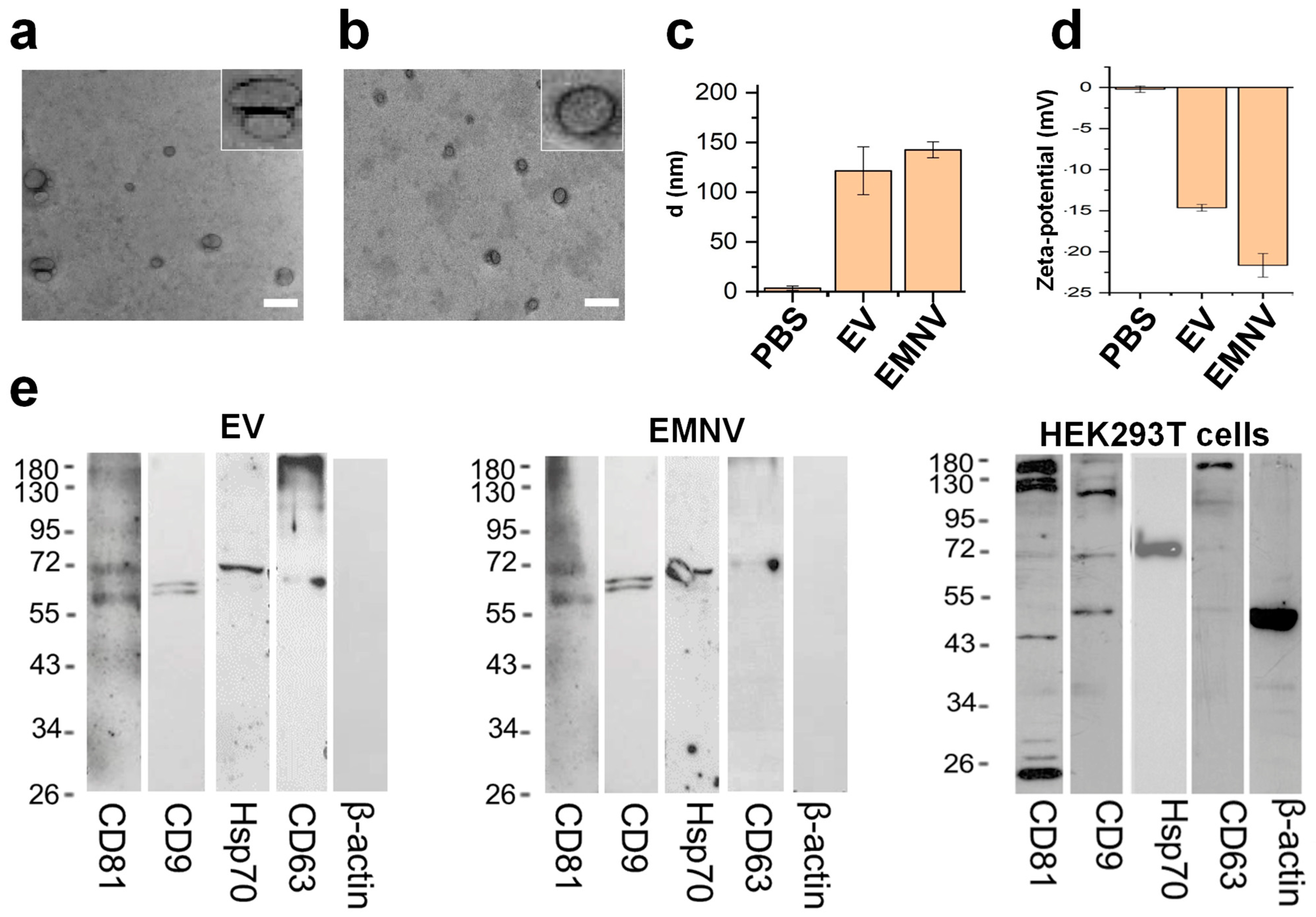 Pharmaceutics 15 00534 g001 Pharmaceutics 15 00534 g001
