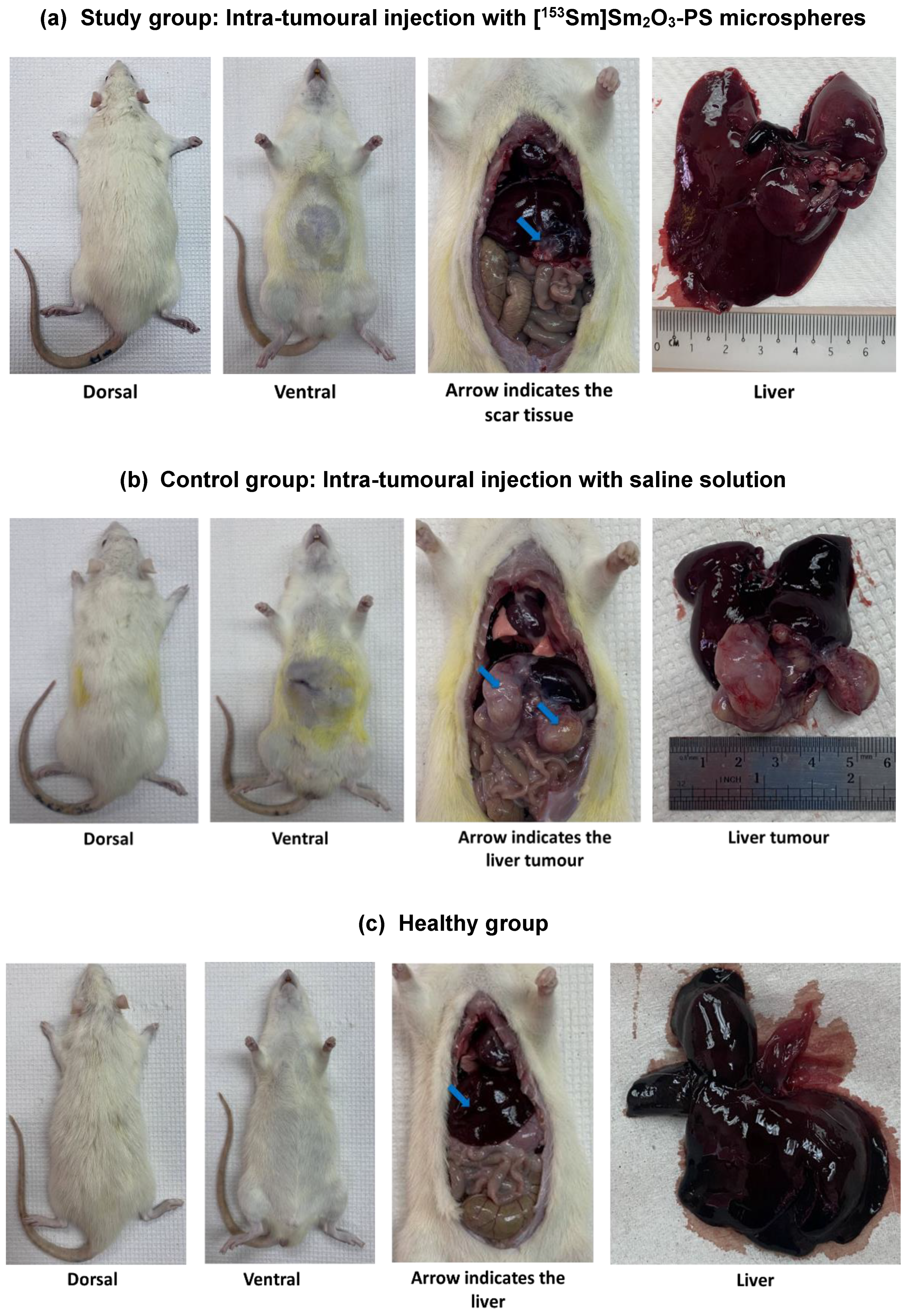 Pharmaceutics 15 00536 g005 550