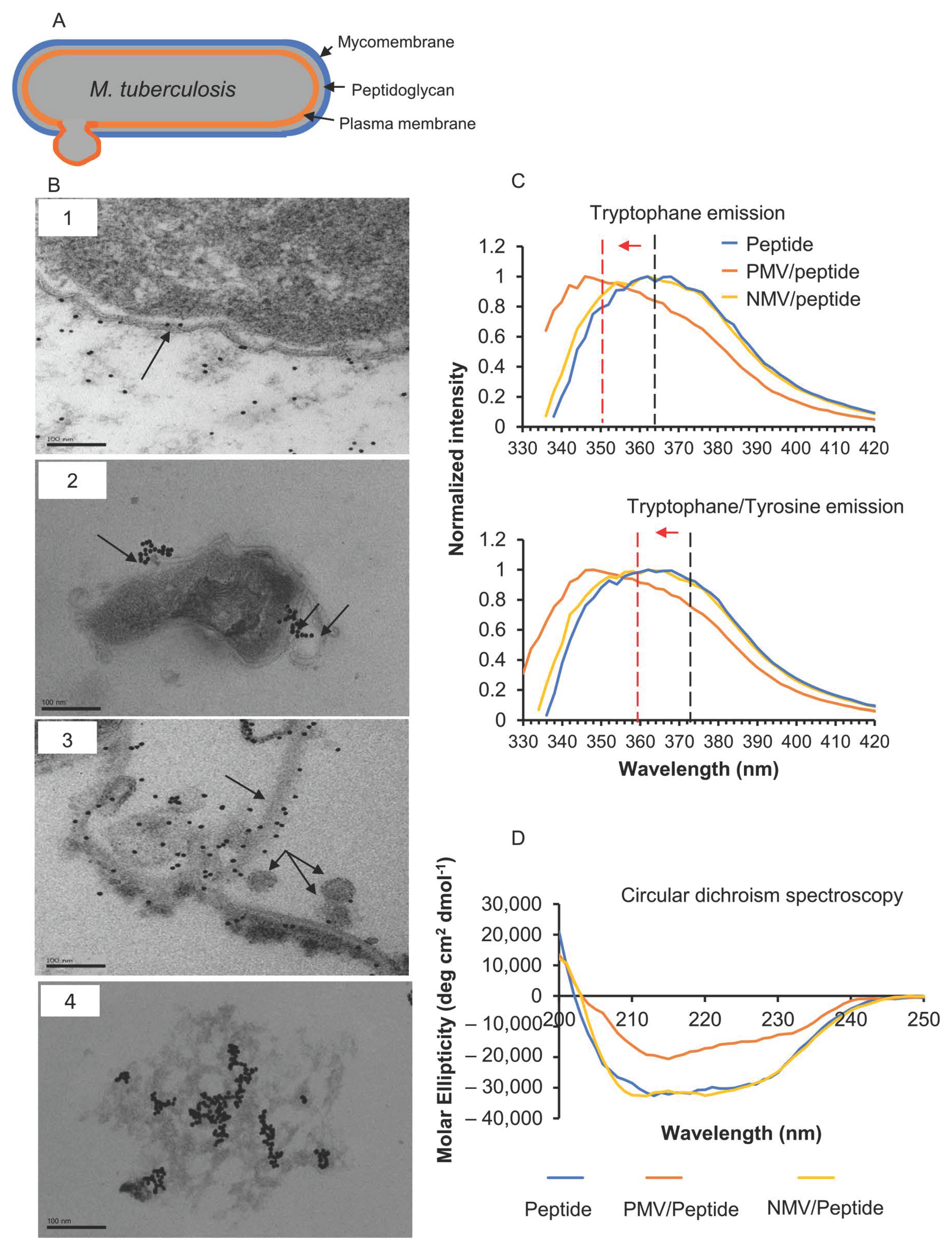 Pharmaceutics 15 00540 g002 Pharmaceutics 15 00540 g002