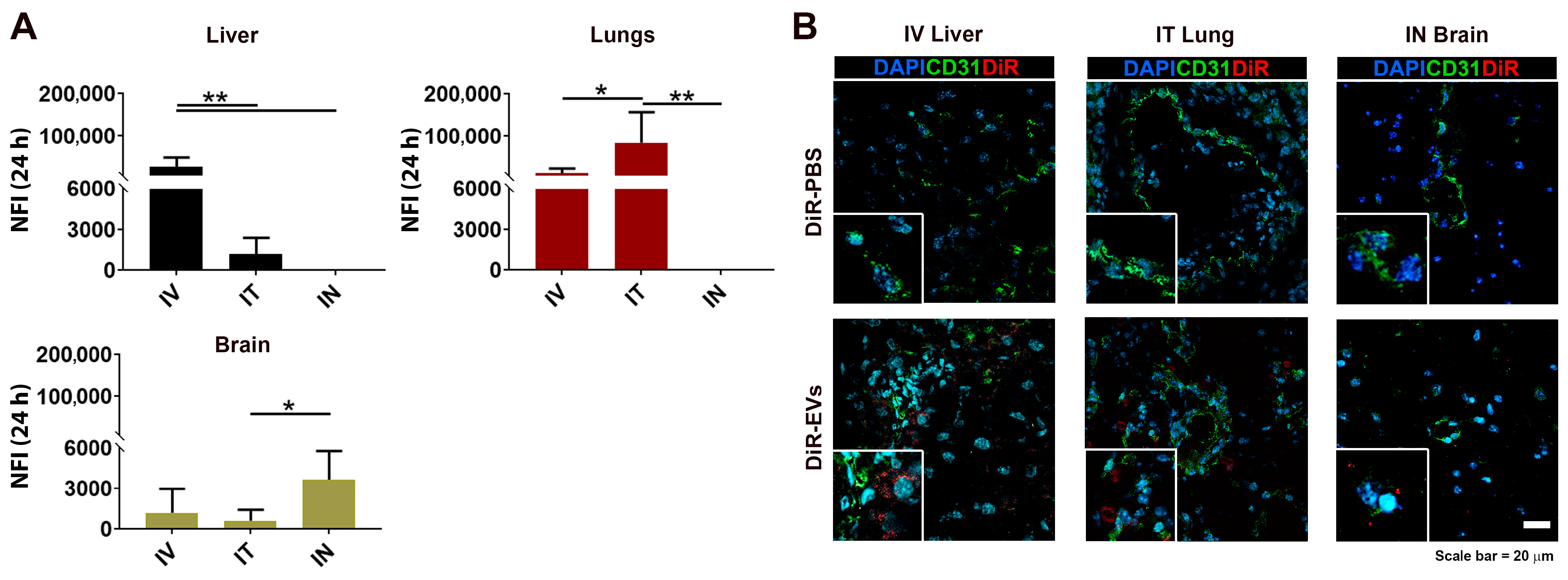 Pharmaceutics 15 00548 g004 Pharmaceutics 15 00548 g004