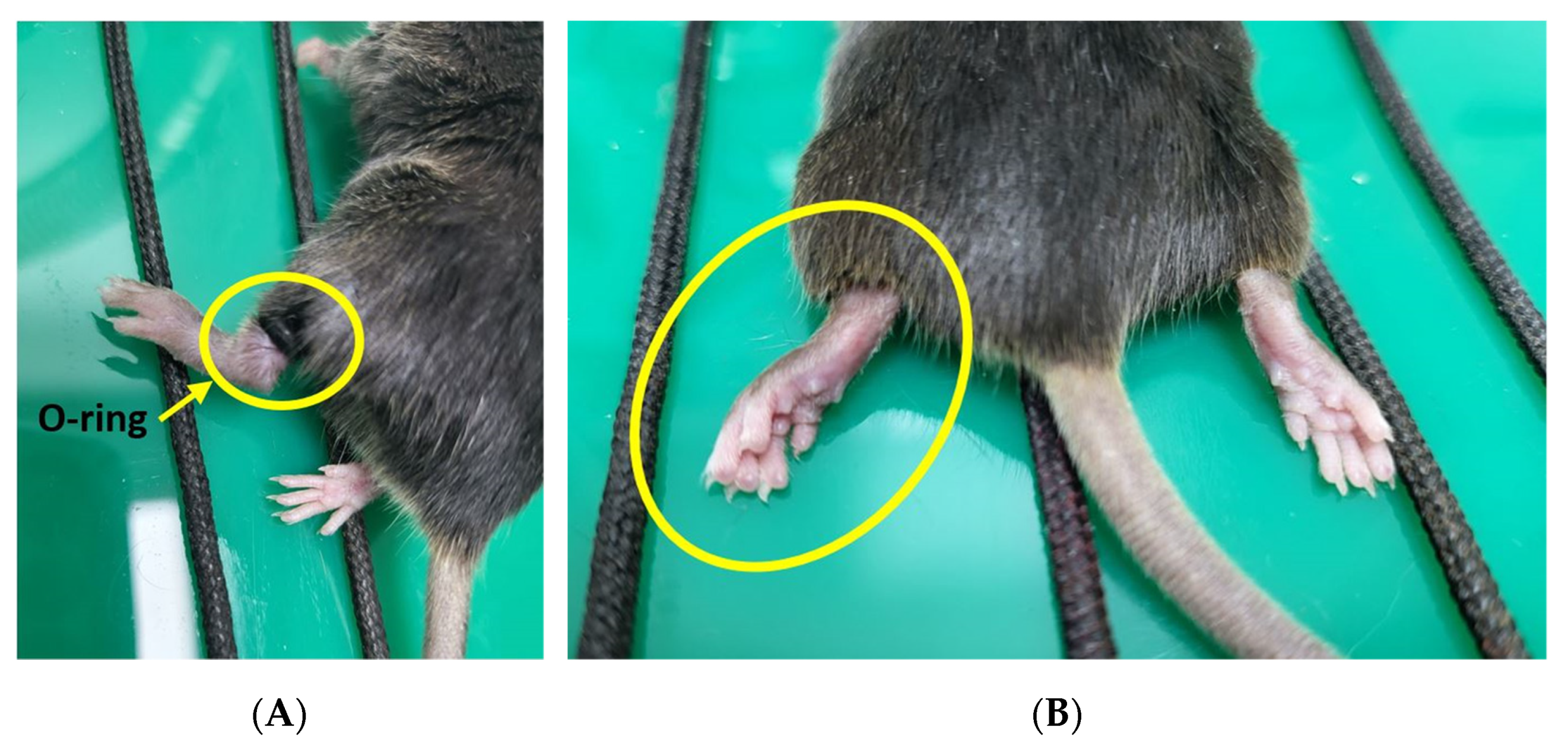 Pharmaceutics 15 00553 g002