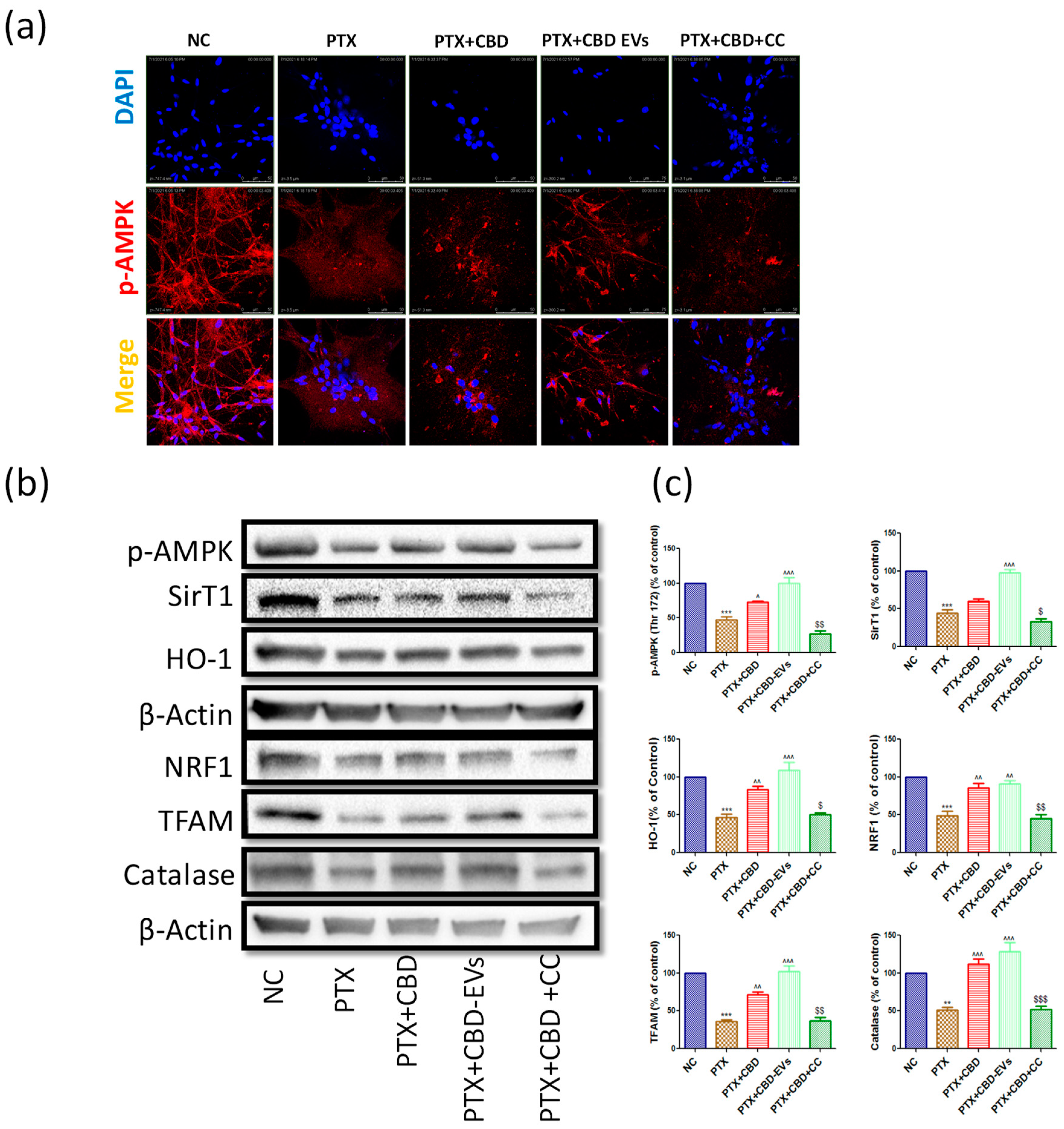 Pharmaceutics 15 00554 g008 Pharmaceutics 15 00554 g008