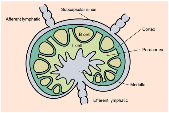 Pharmaceutics | Free Full-Text | Nanoparticles for Lymph Node-Directed ...