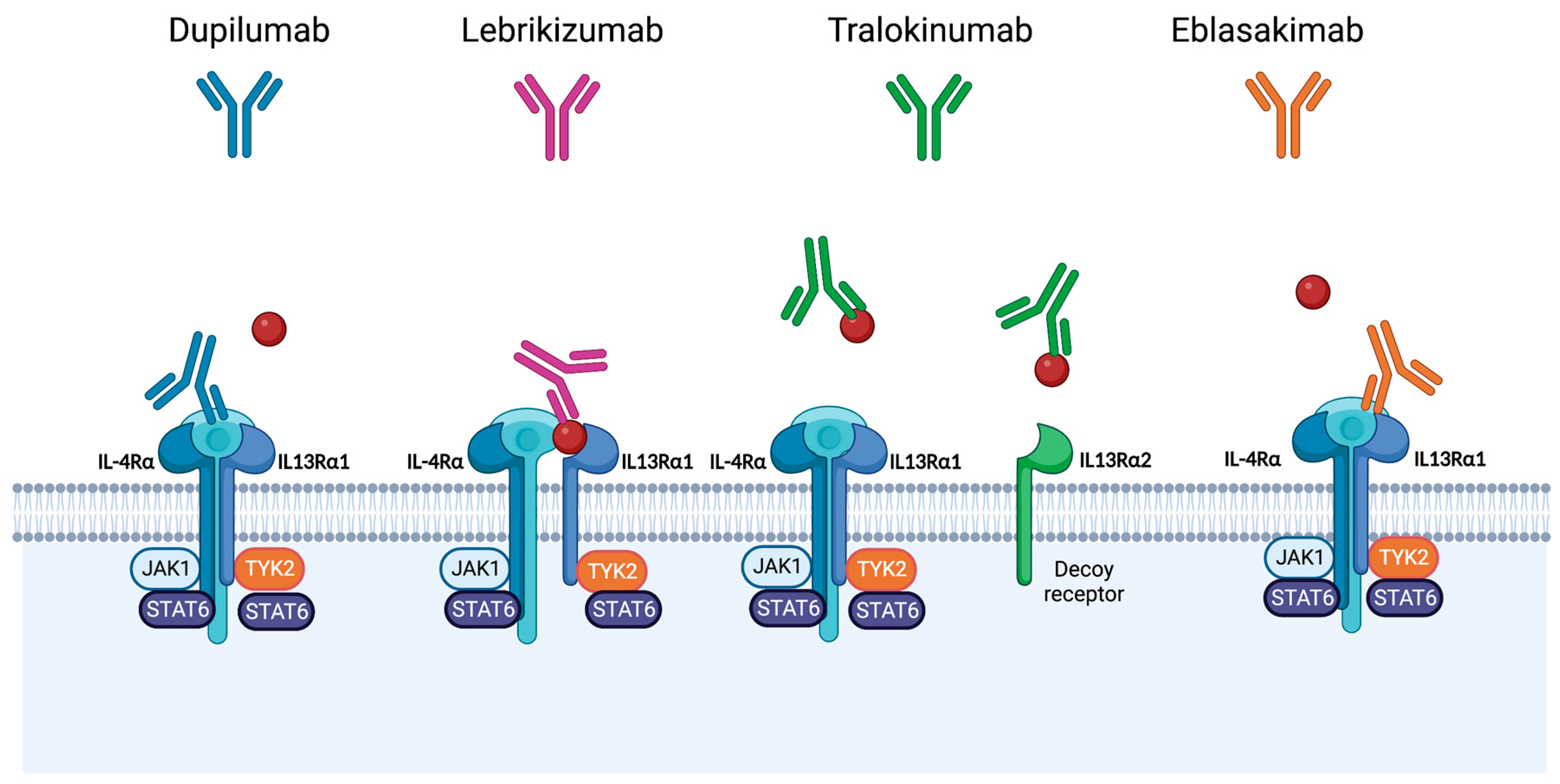 Pharmaceutics | Free Full-Text | Targeting Interleukin 13 for the ...