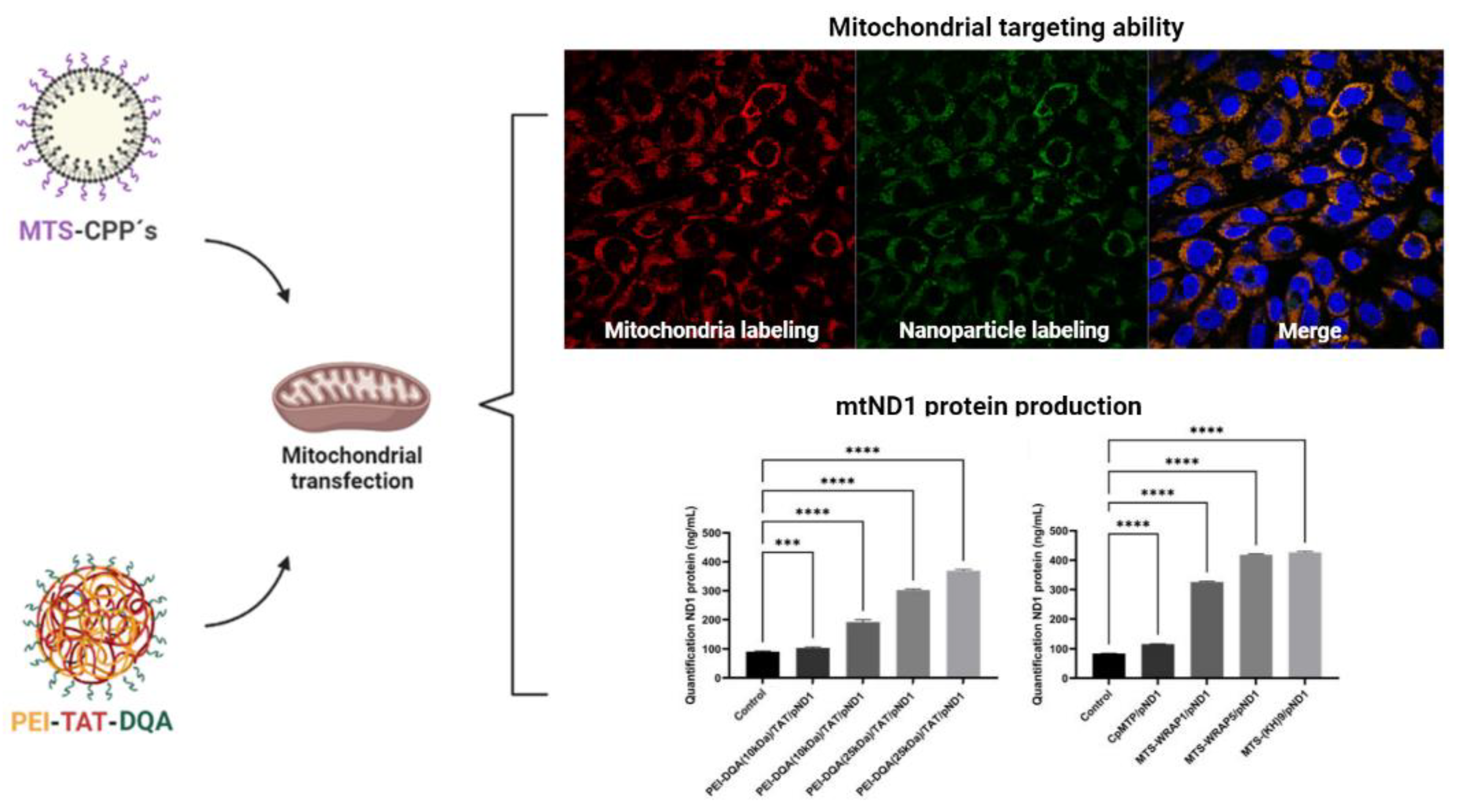 Pharmaceutics 15 00572 g005