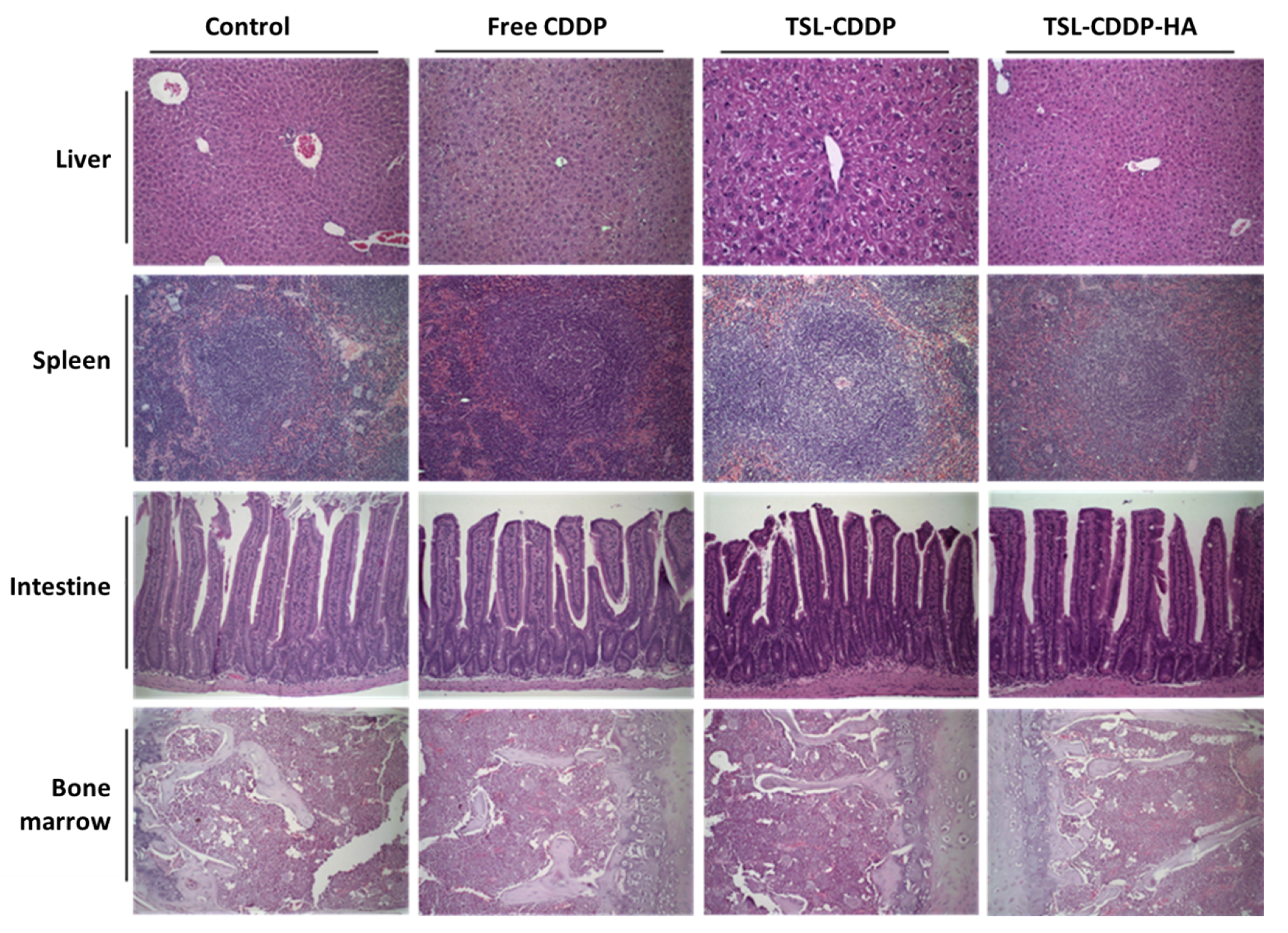 Pharmaceutics 15 00583 g004 Pharmaceutics 15 00583 g004