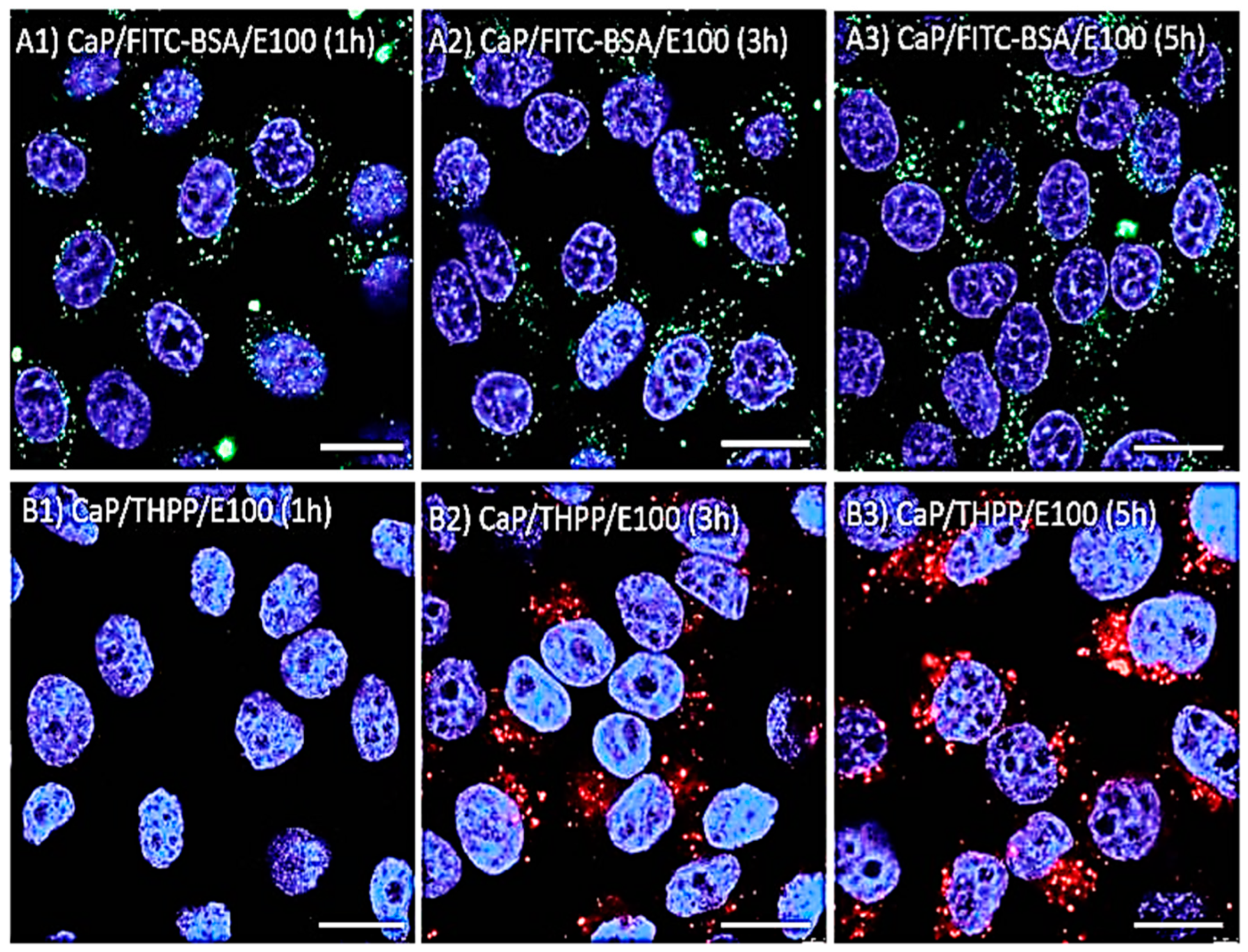 Pharmaceutics 15 00587 g008 Pharmaceutics 15 00587 g008