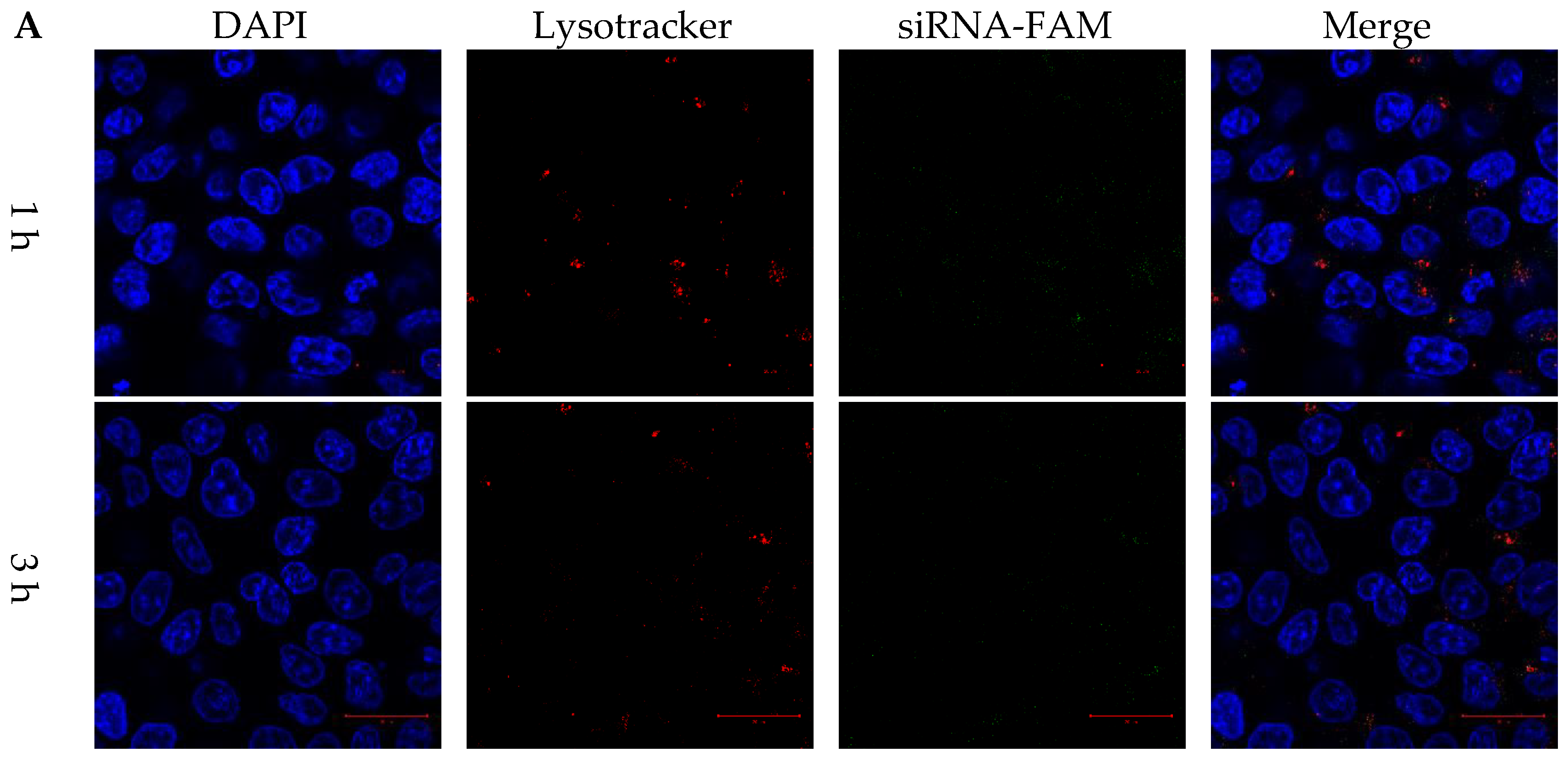 Pharmaceutics 15 00596 g004a Pharmaceutics 15 00596 g004a