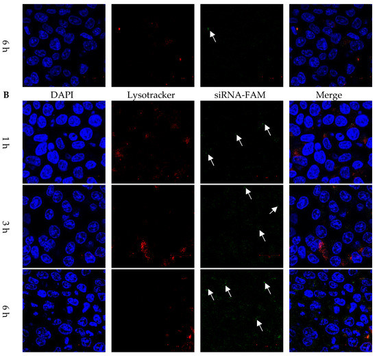 Lipopolyplex-Mediated Co-Delivery of Doxorubicin and FAK siRNA to