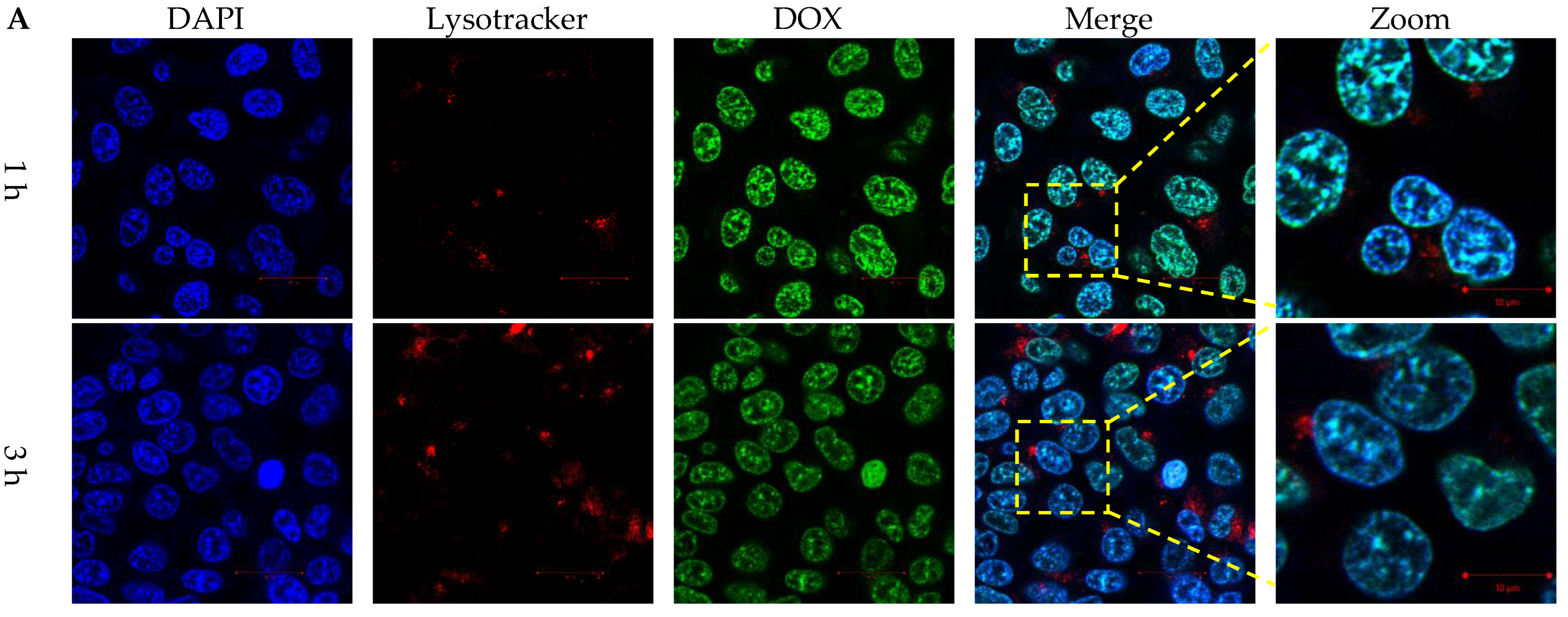 Pharmaceutics 15 00596 g005a Pharmaceutics 15 00596 g005a