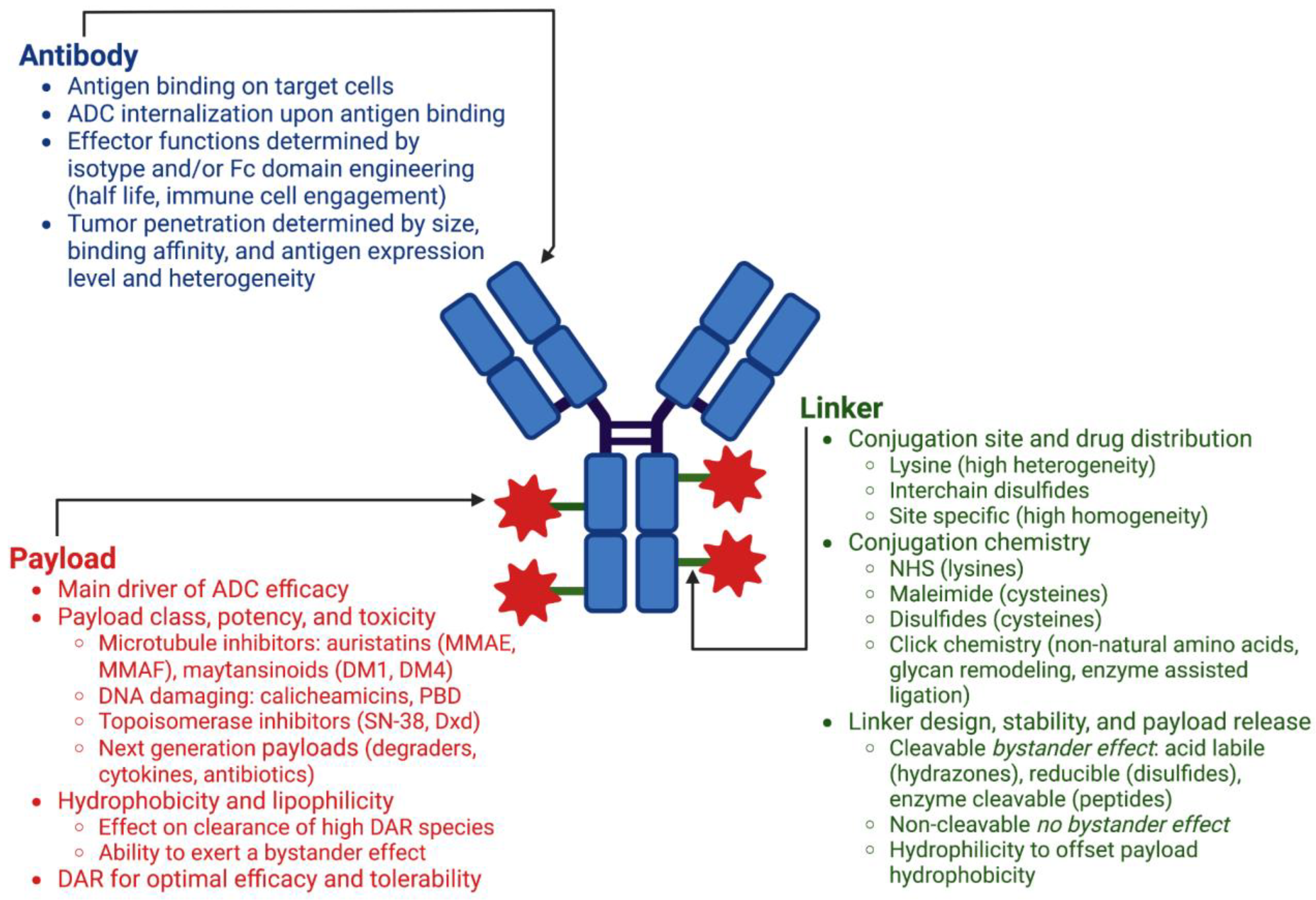 Exploring the Specificity of Rationally Designed Peptides