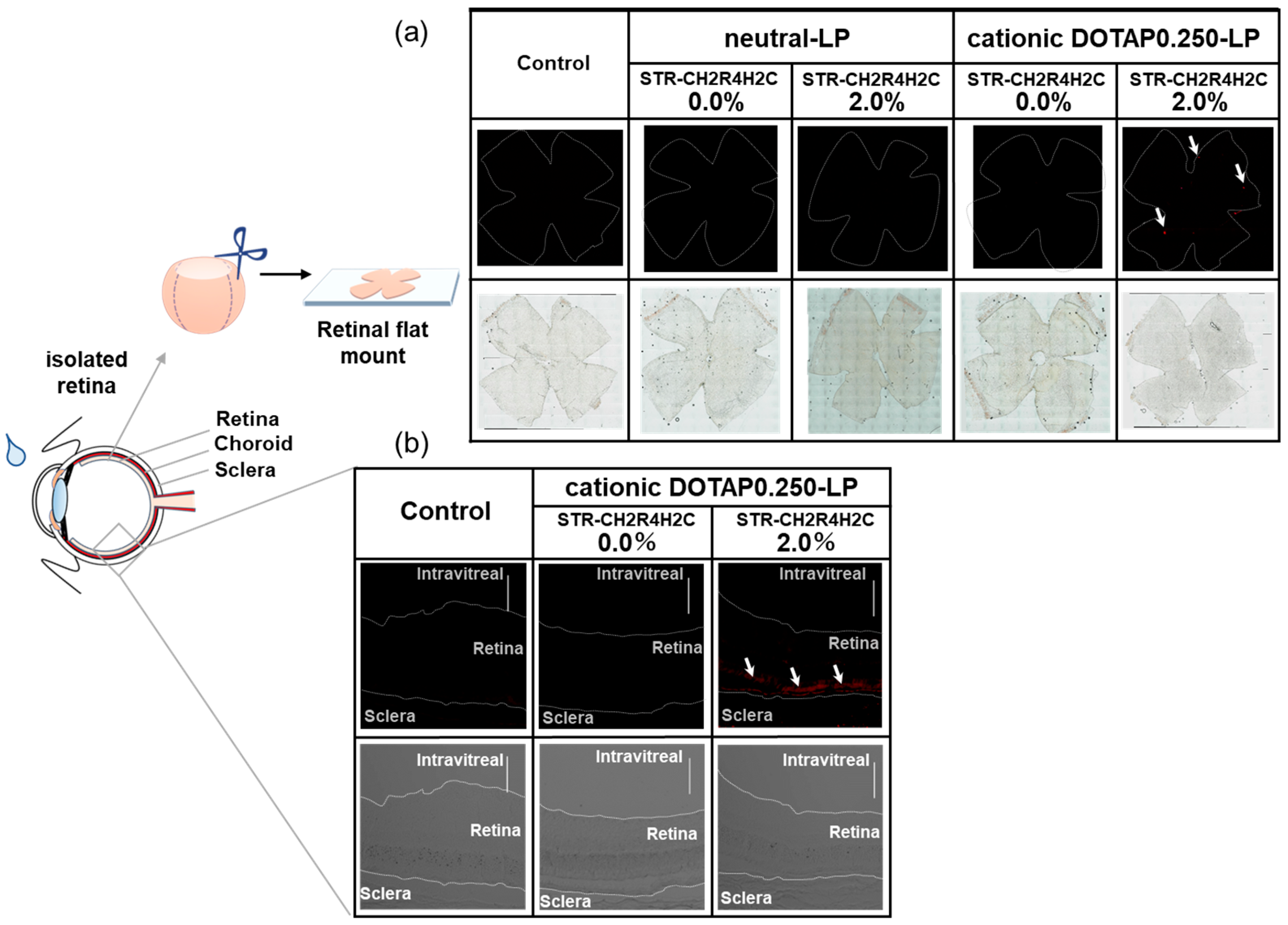 Pharmaceutics 15 00611 g005
