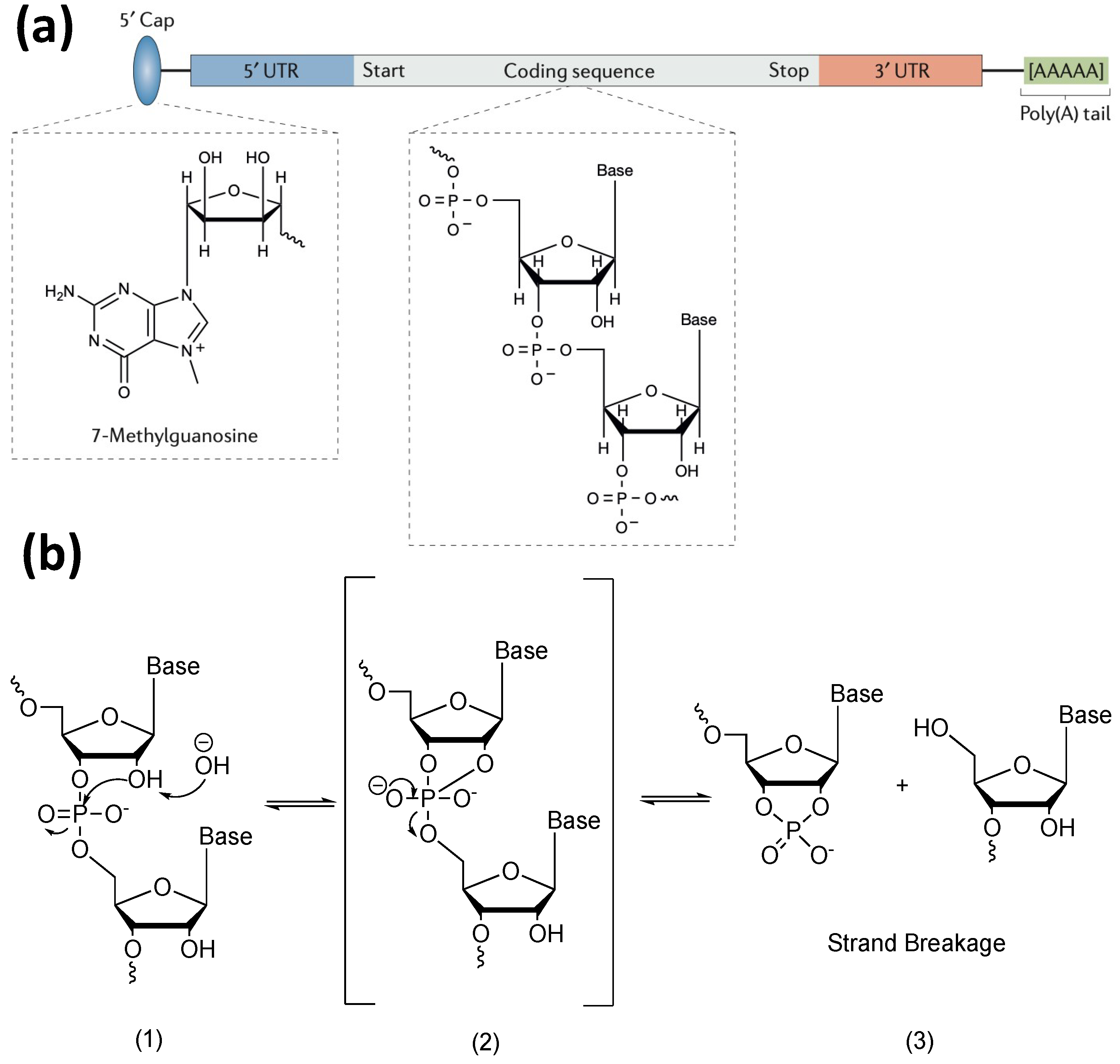 Pharmaceutics 15 00620 g001 Pharmaceutics 15 00620 g001