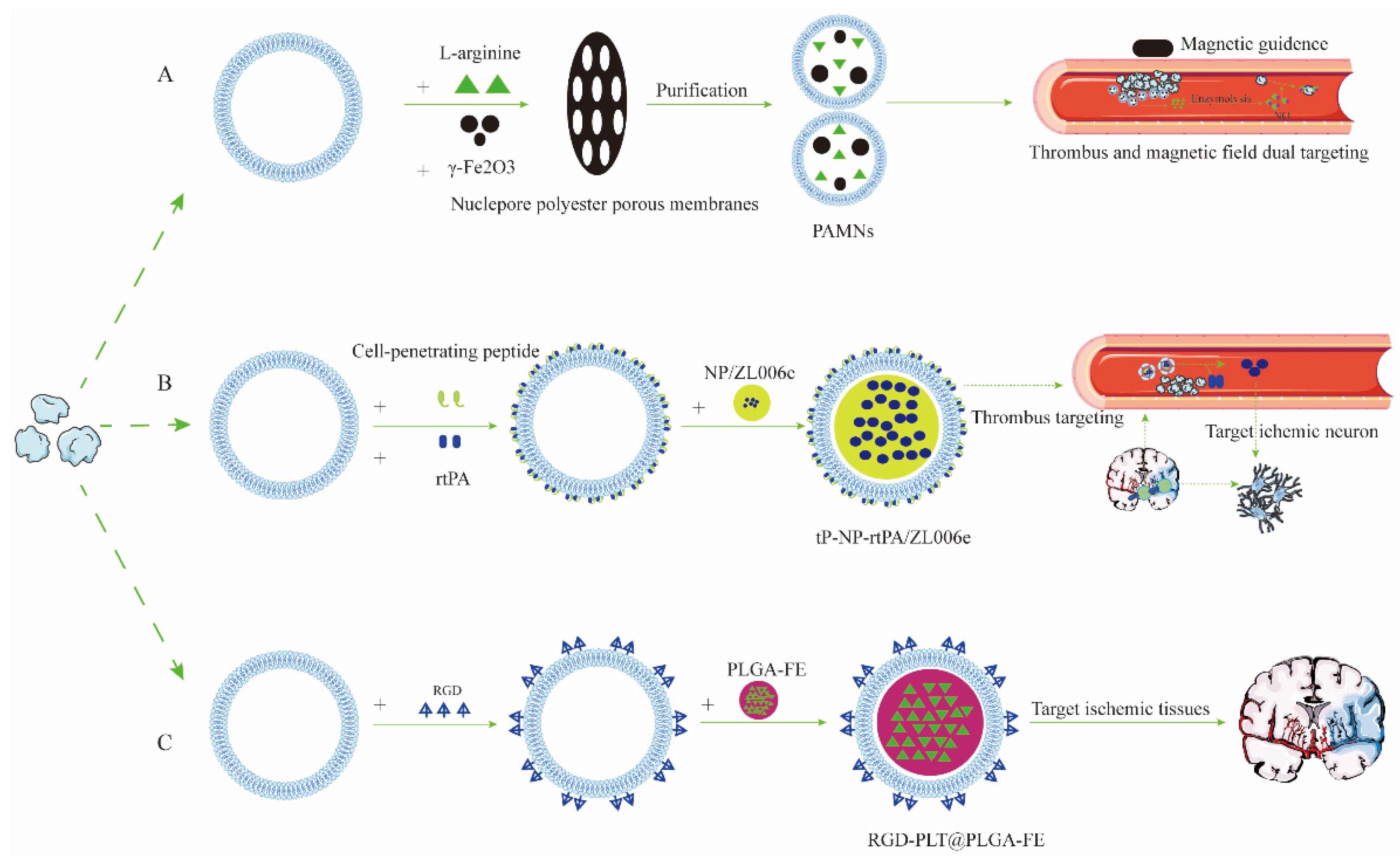 Pharmaceutics 15 00621 g002