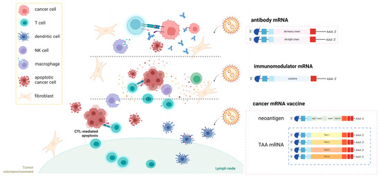 mRNA-Based Therapeutics in Cancer Treatment