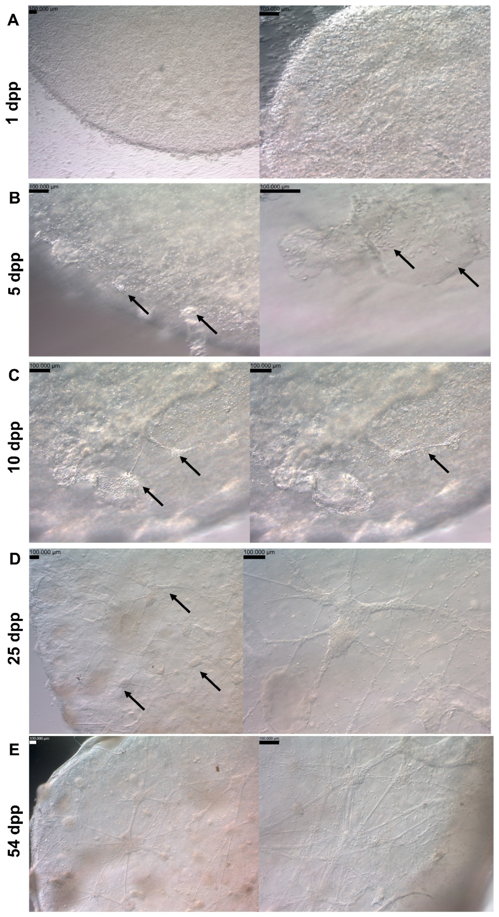 Pharmaceutics 15 00627 g005