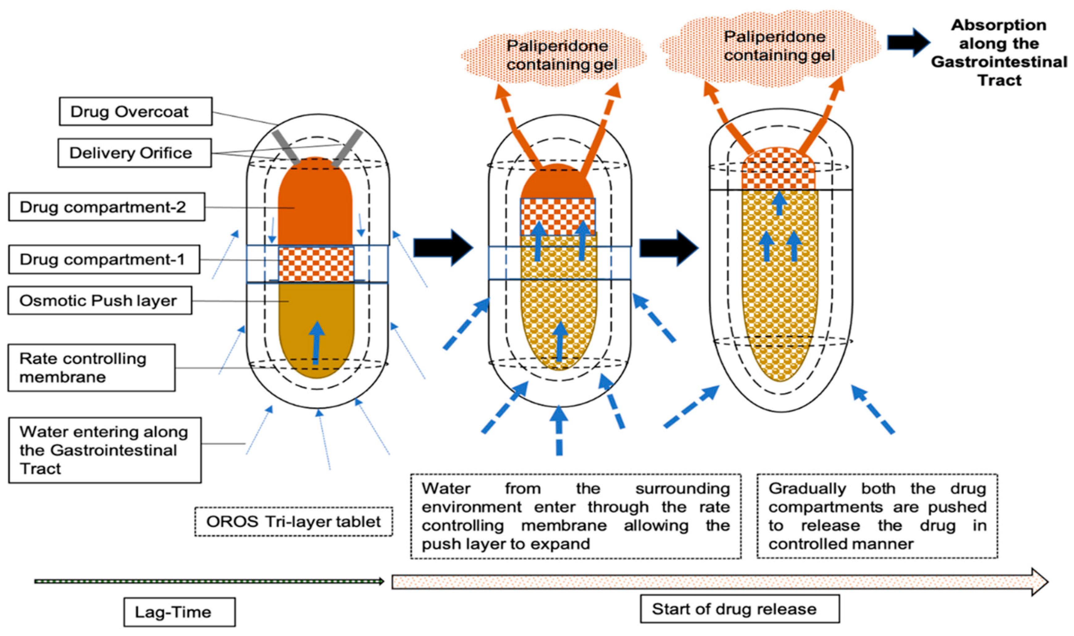 Pharmaceutics Free FullText Leveraging Physiologically Based