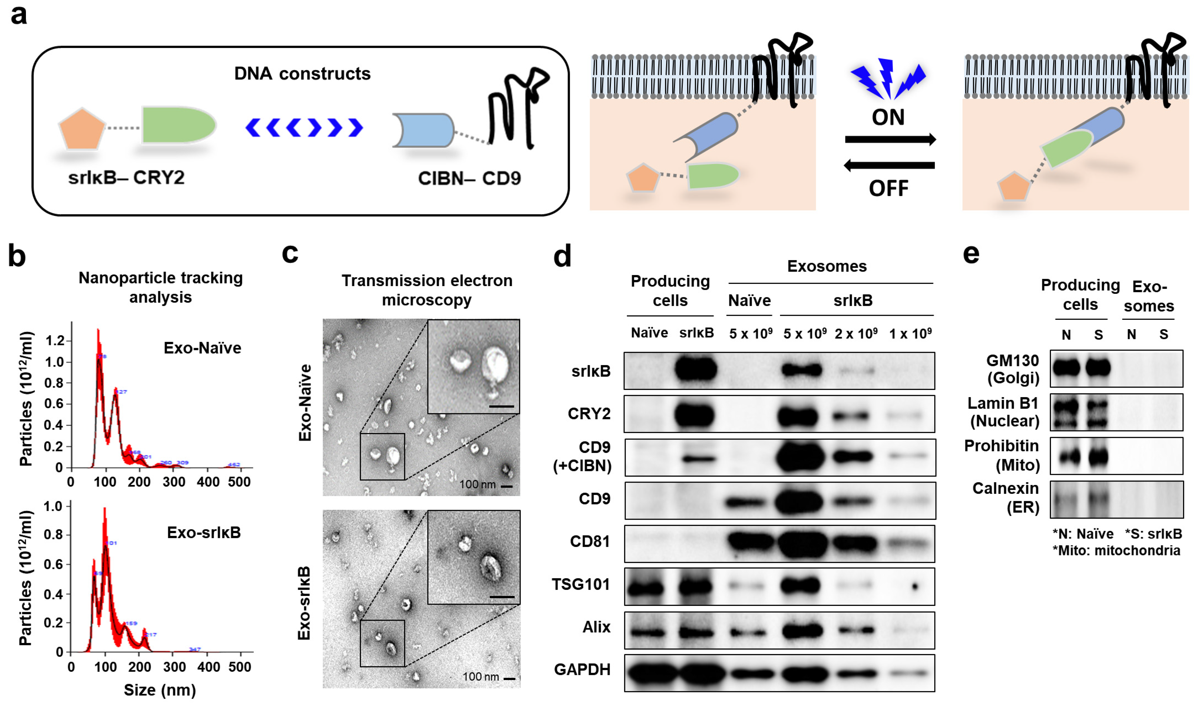 Pharmaceutics 15 00636 g001