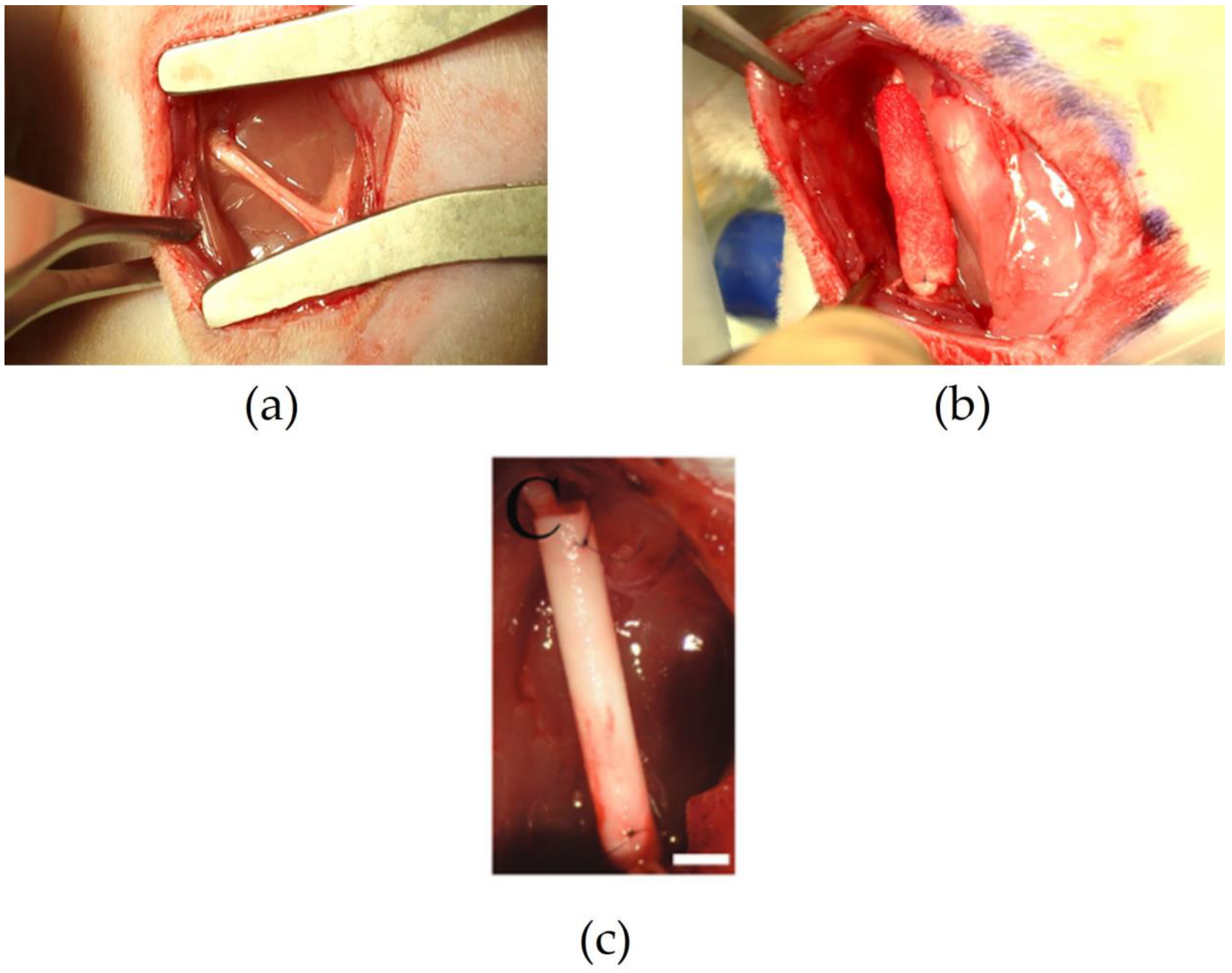 Pharmaceutics 15 00640 g002