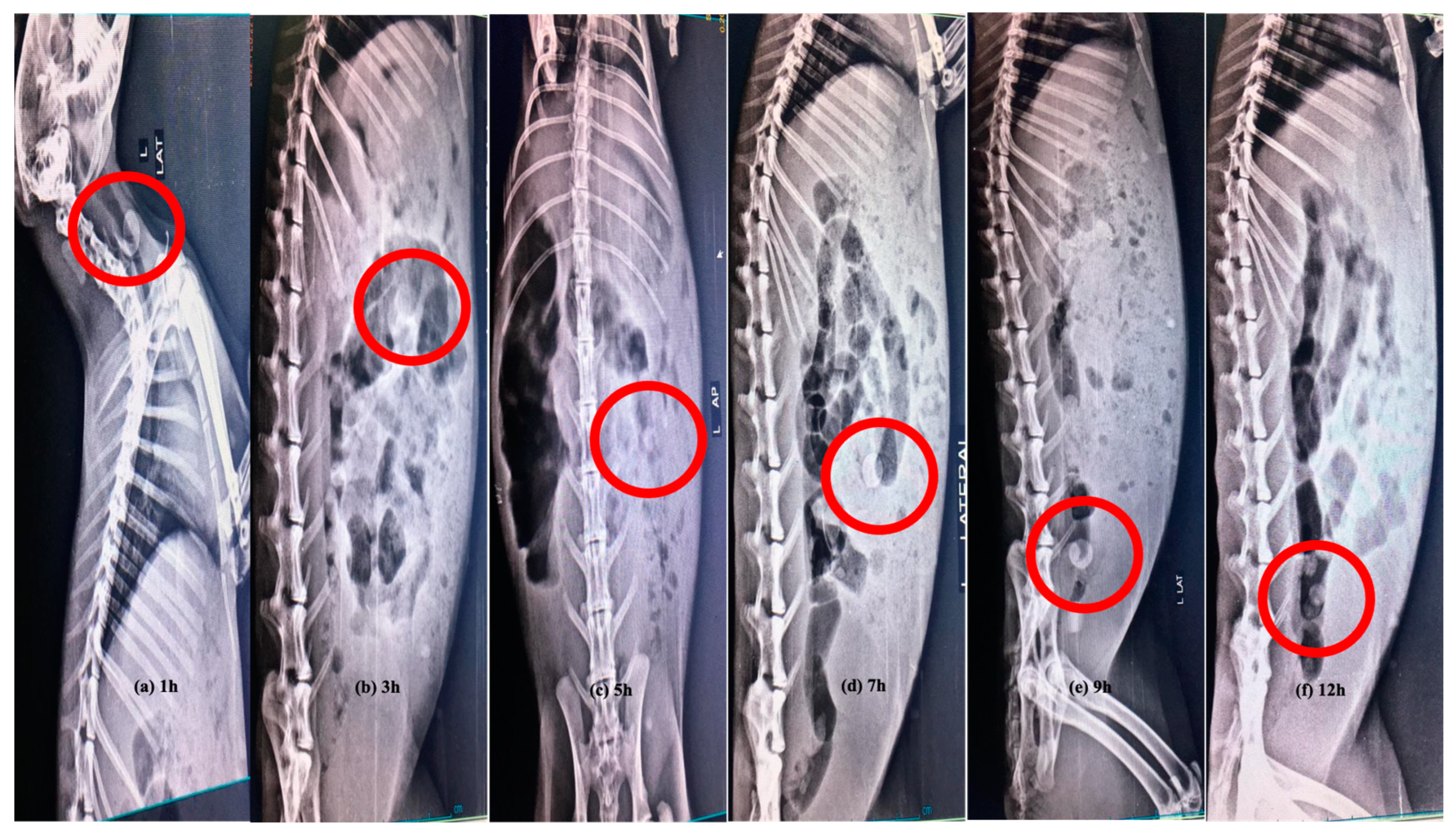 Pharmaceutics 15 00650 g011 Pharmaceutics 15 00650 g011