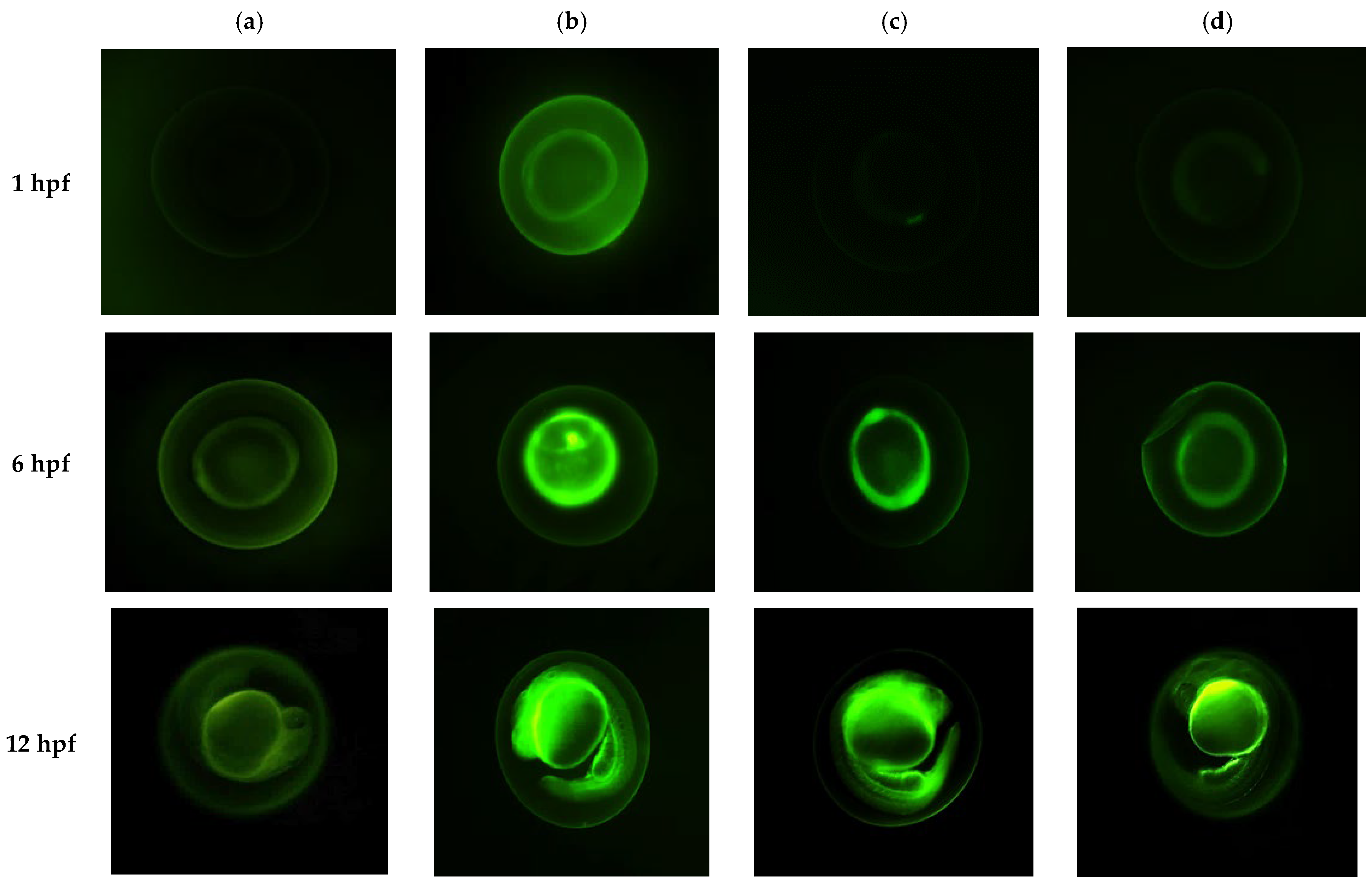 Pharmaceutics 15 00652 g005 Pharmaceutics 15 00652 g005