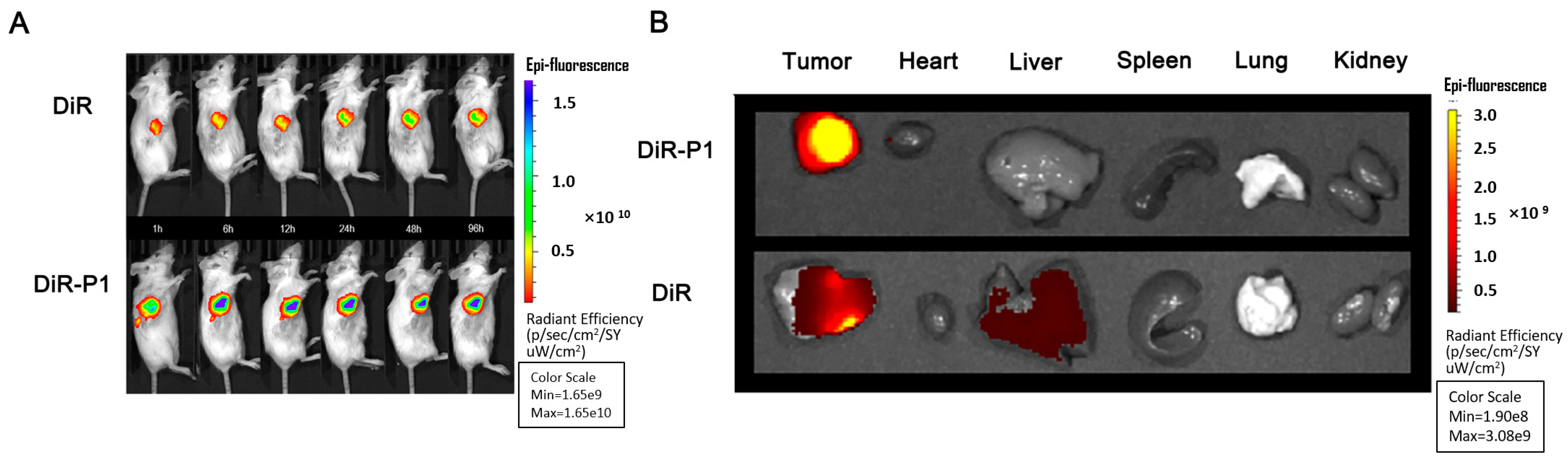 Pharmaceutics 15 00668 g005