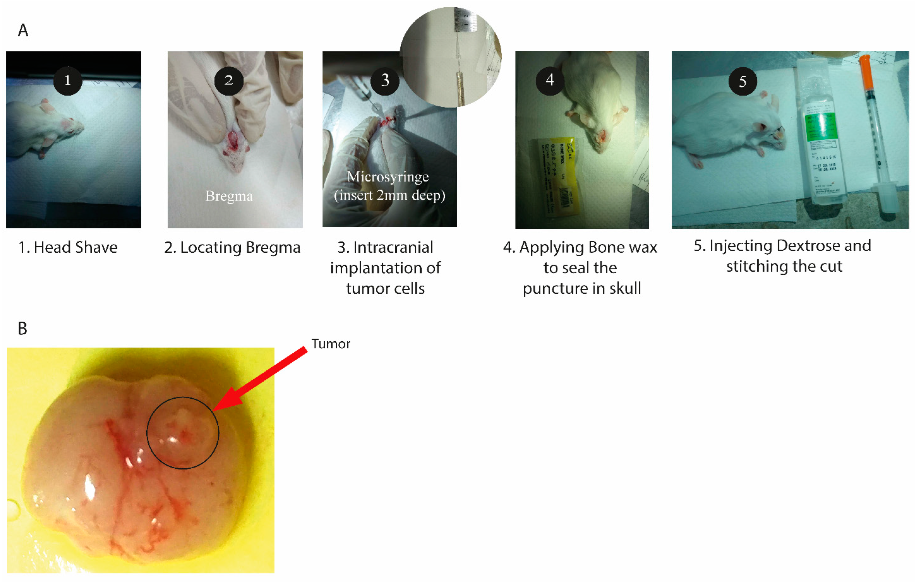 Pharmaceutics 15 00687 g002