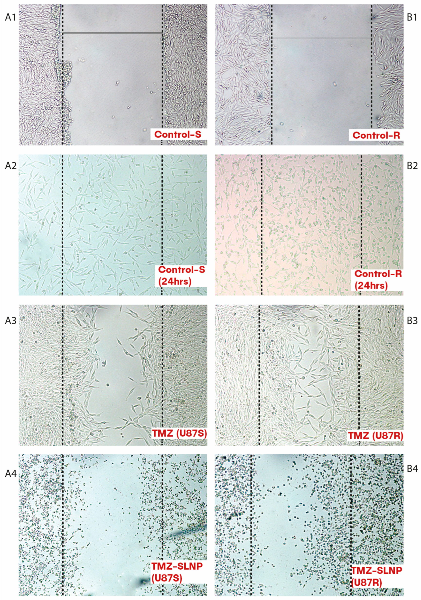 Pharmaceutics 15 00687 g013