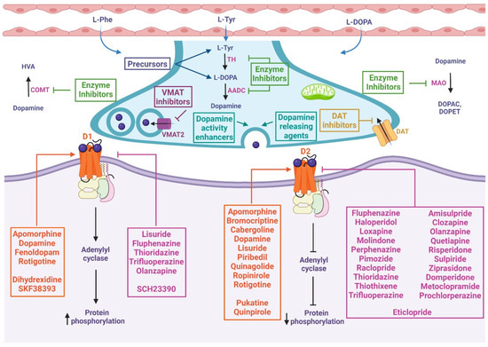 Therapeutic Potential of Dopamine and Related Drugs as Anti