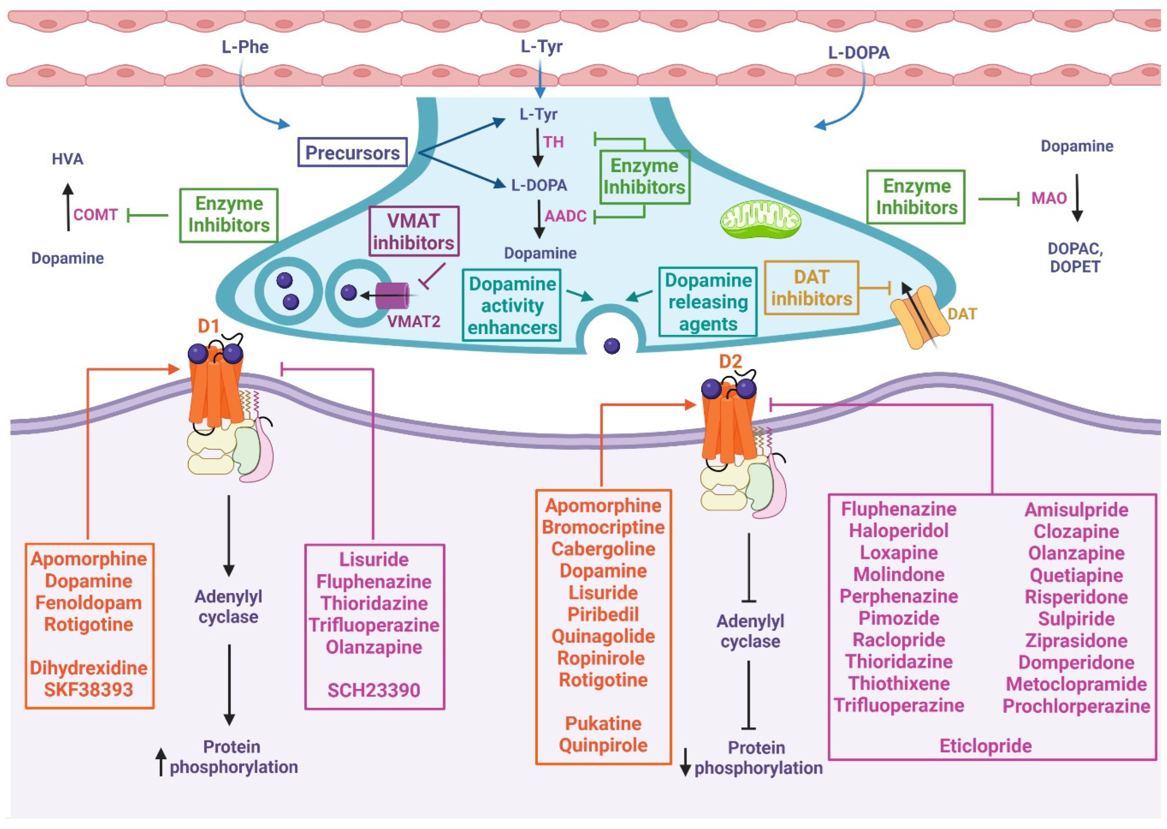 Dopamine and Related Drugs as Anti-Inflammatories and