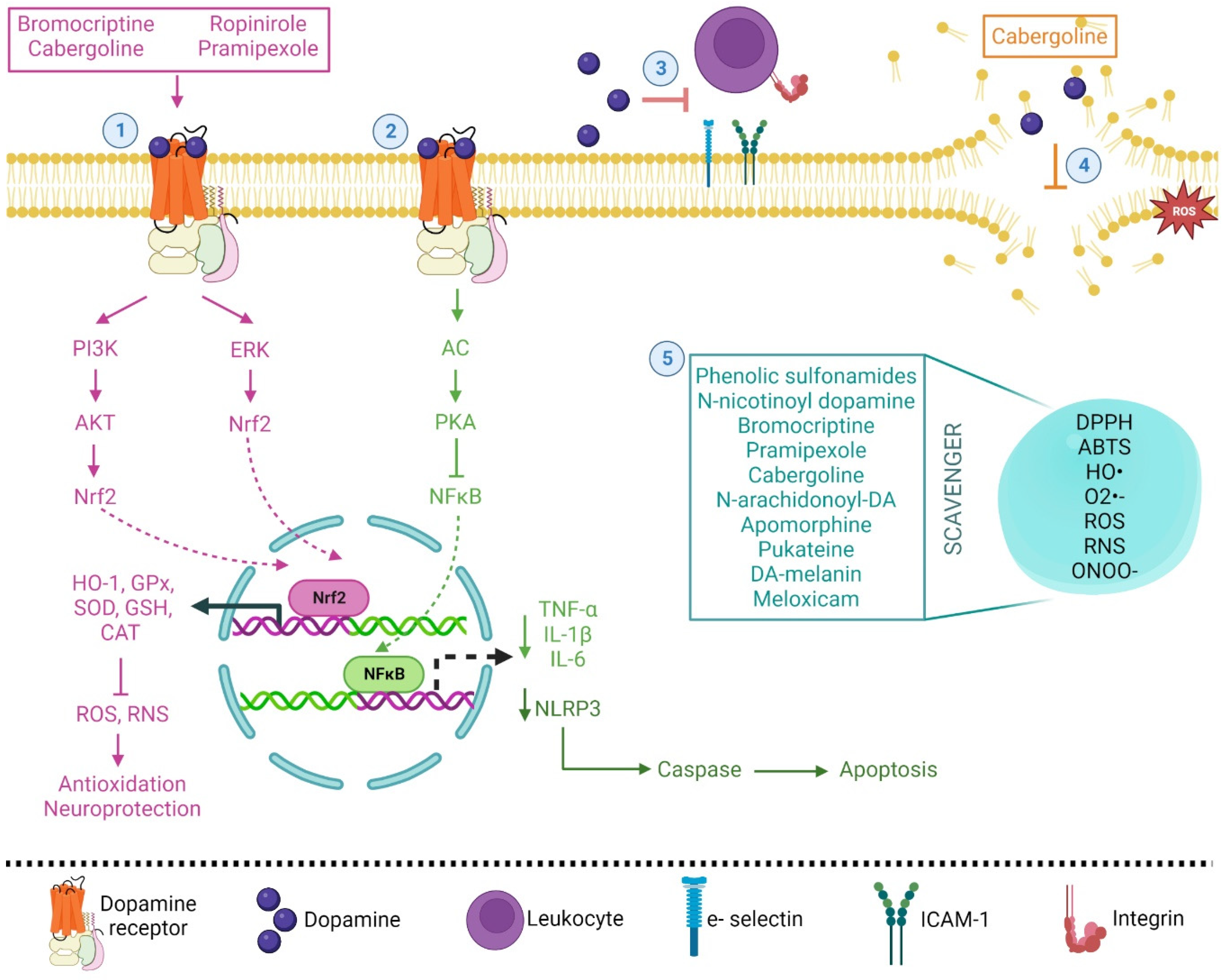 フィギュア Maral Root Extract and Its Main Constituent 20