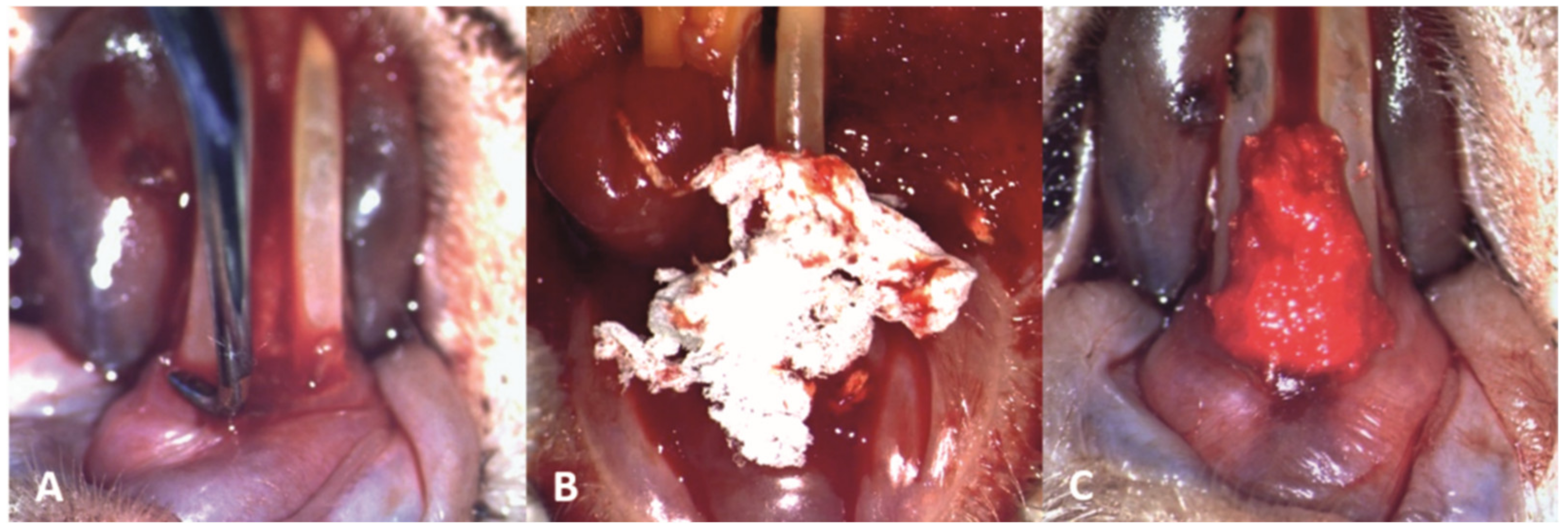 Pharmaceutics 15 00707 g004