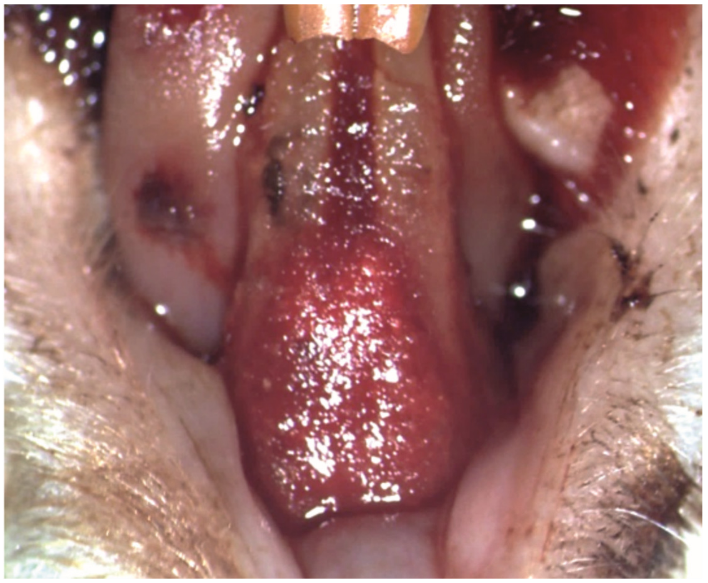 Pharmaceutics 15 00707 g005