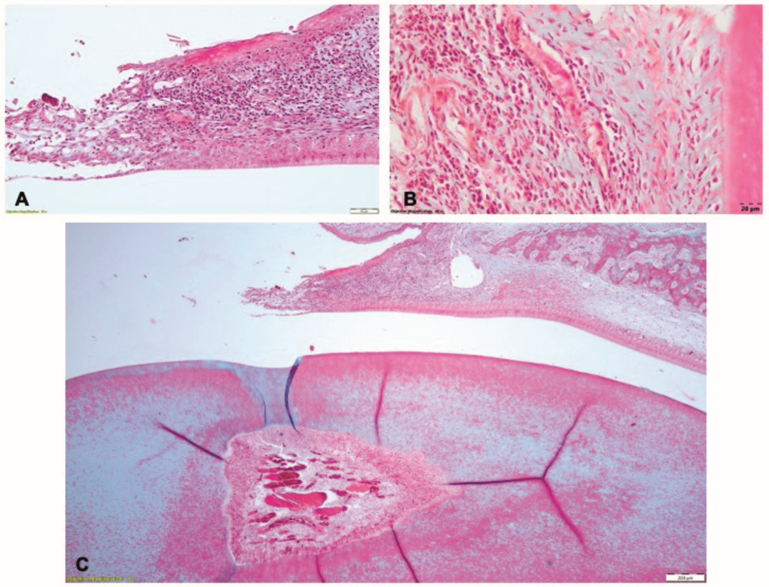 Pharmaceutics 15 00707 g010