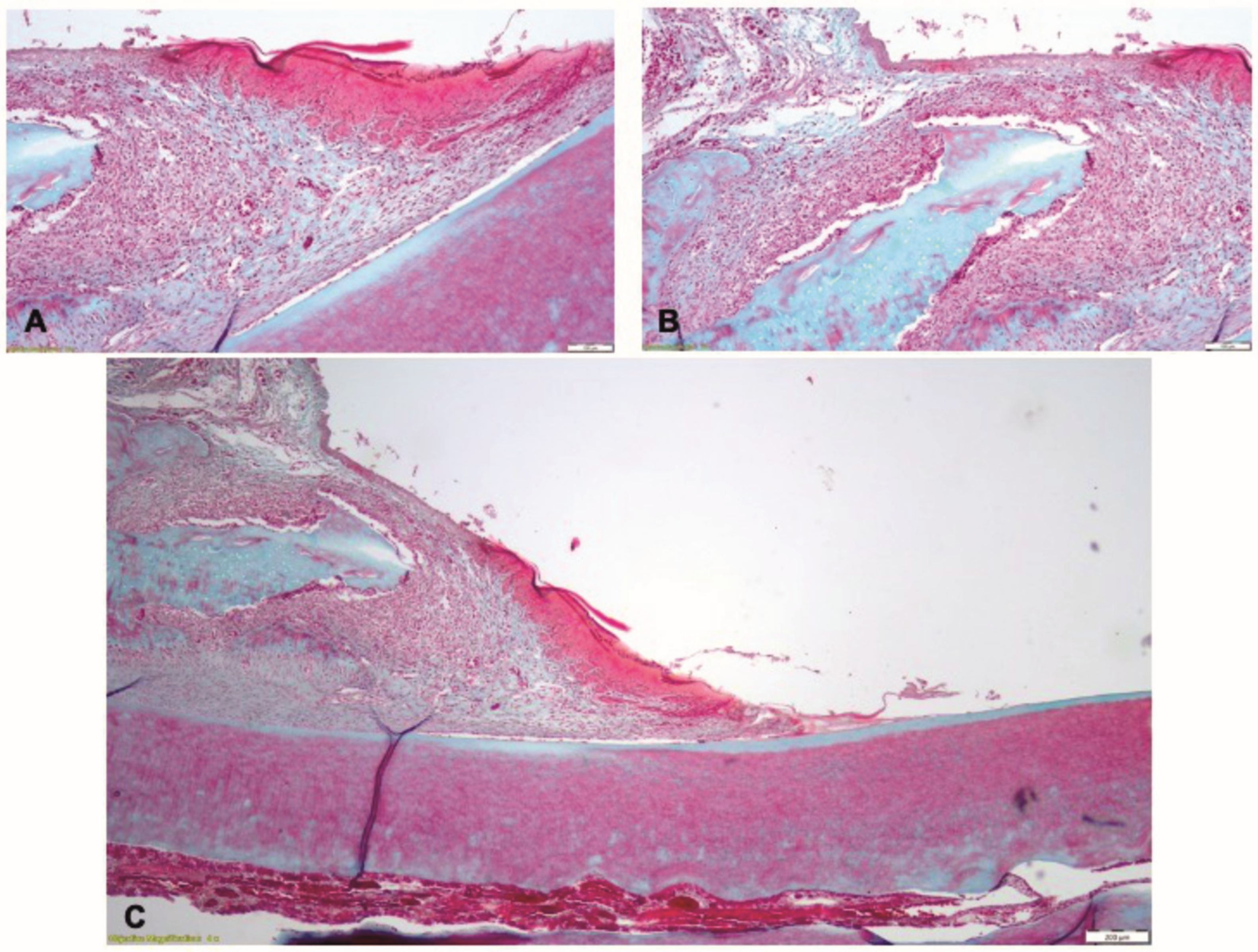 Pharmaceutics 15 00707 g011