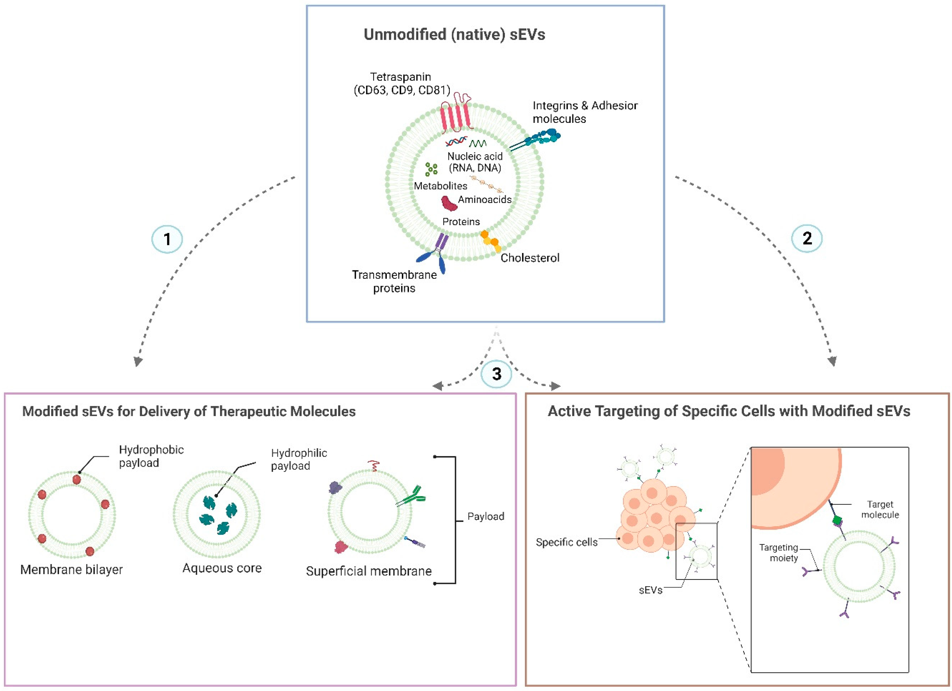 Pharmaceutics 15 00716 g001