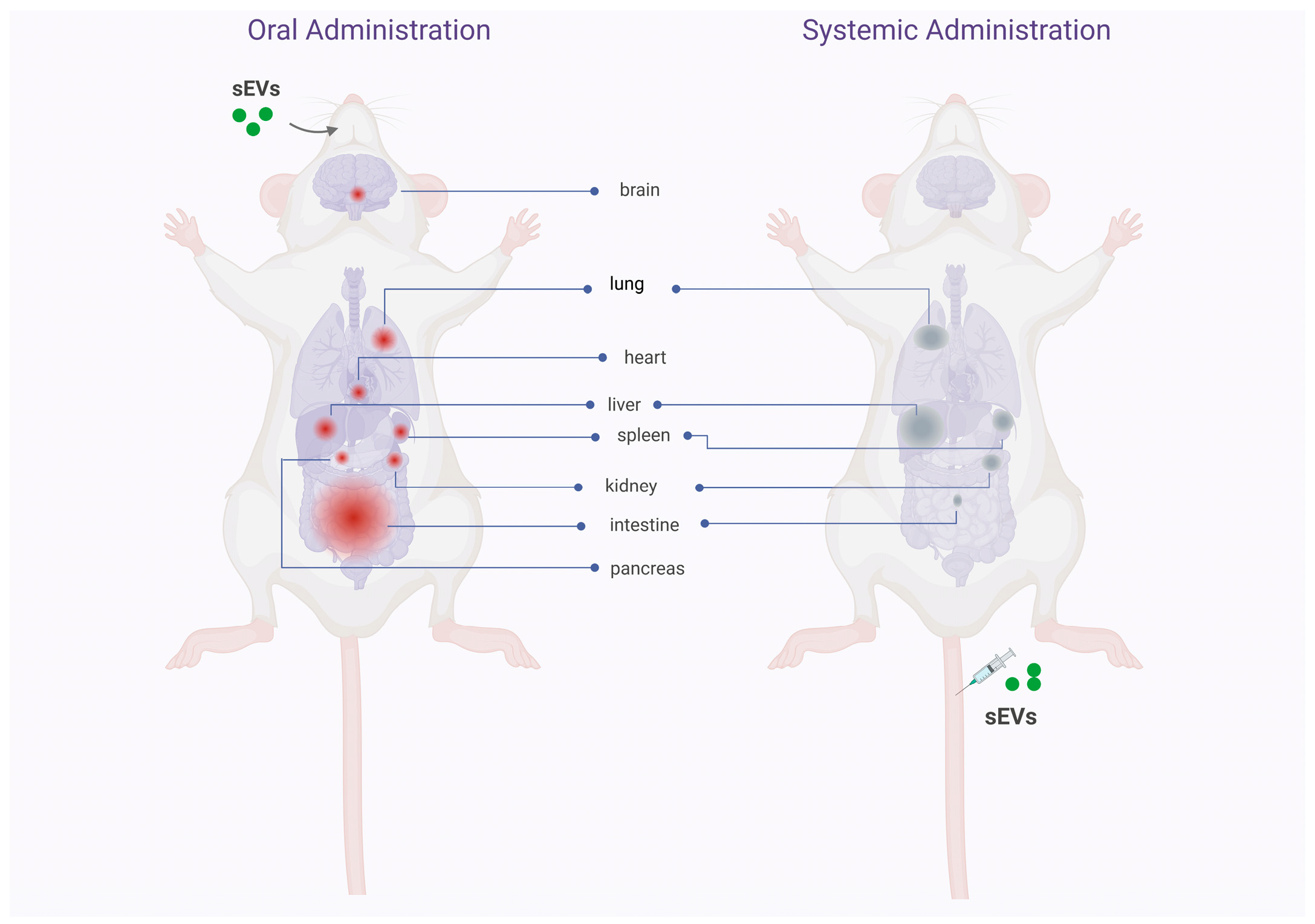 Pharmaceutics 15 00716 g003