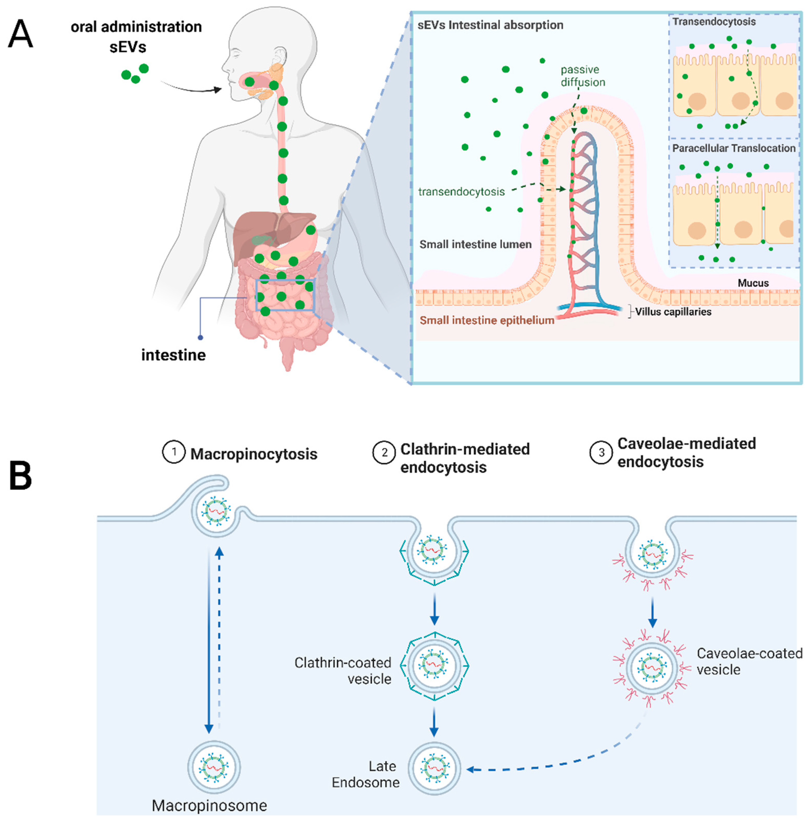 Pharmaceutics 15 00716 g004