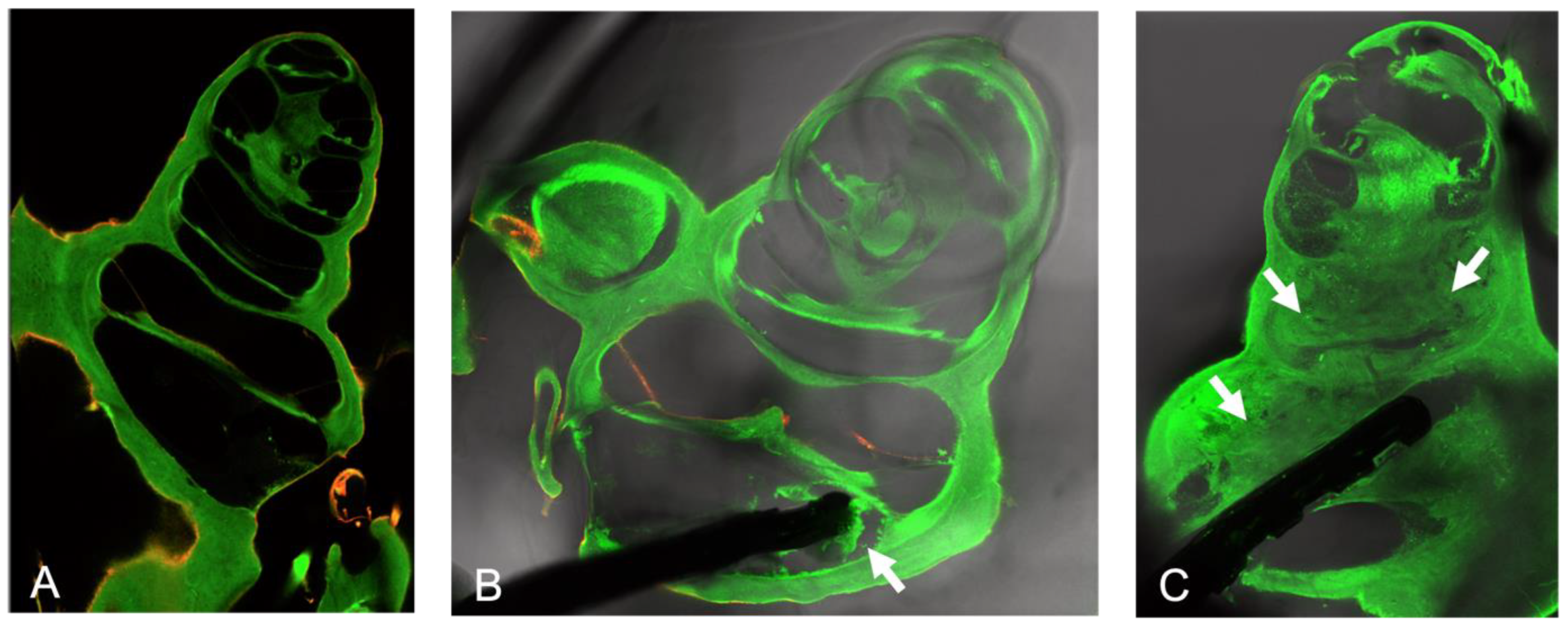 Pharmaceutics 15 00726 g005