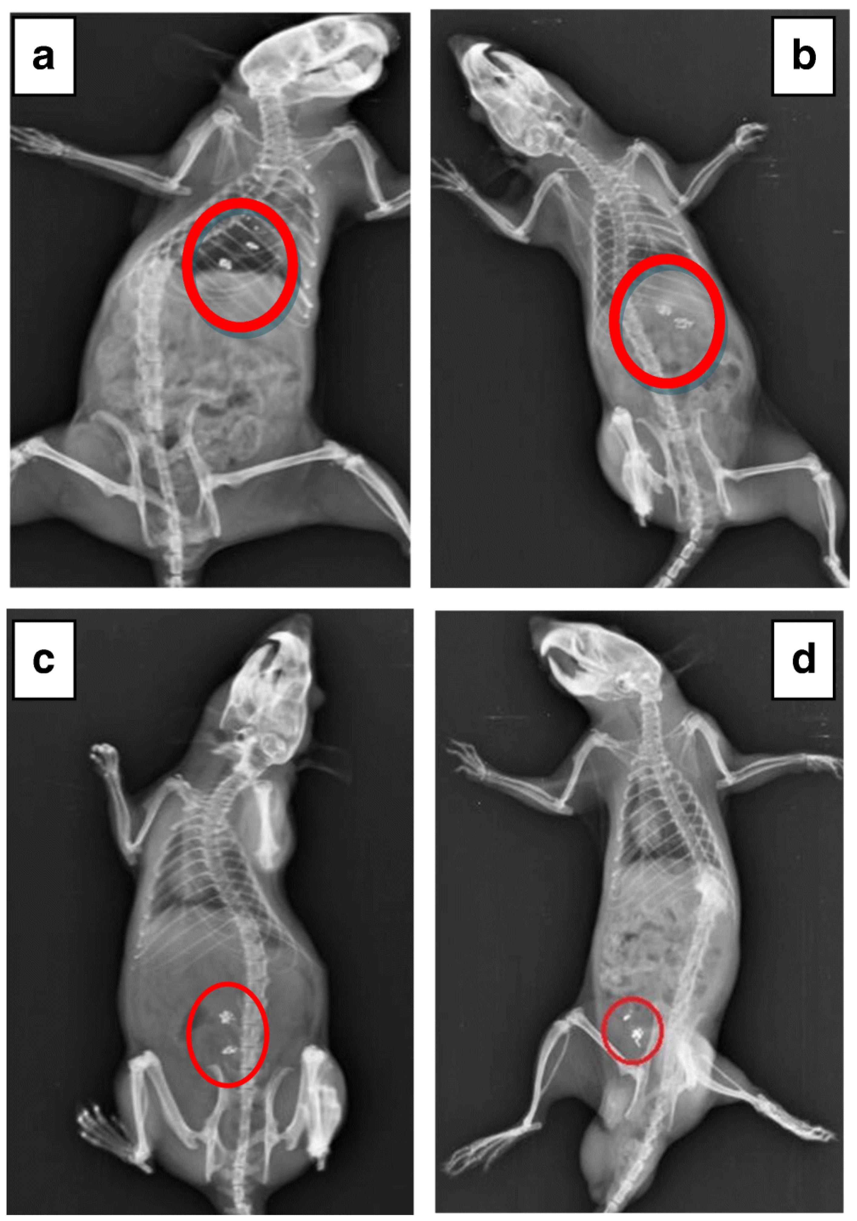 Pharmaceutics 15 00759 g007