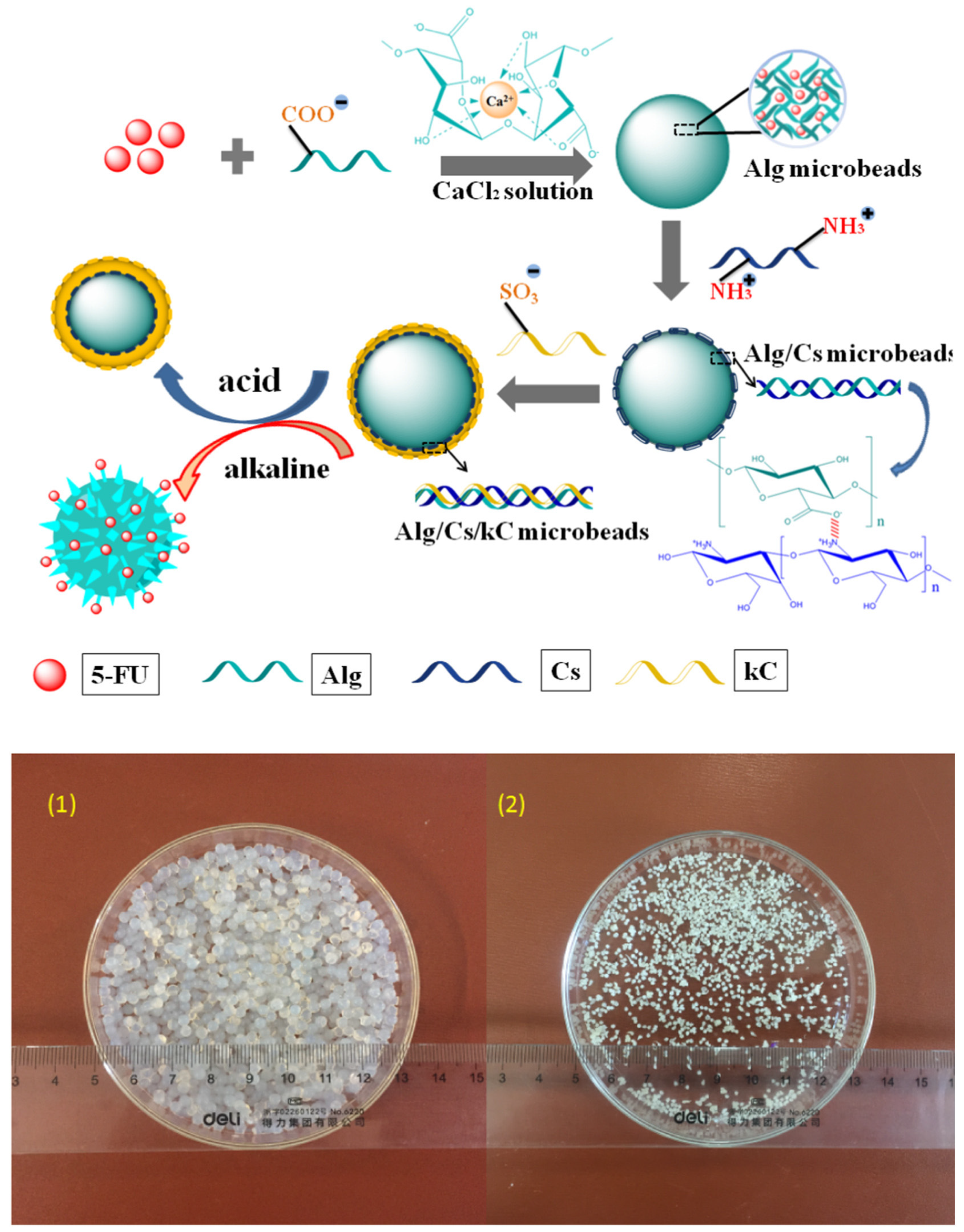Pharmaceutics 15 00759 g008