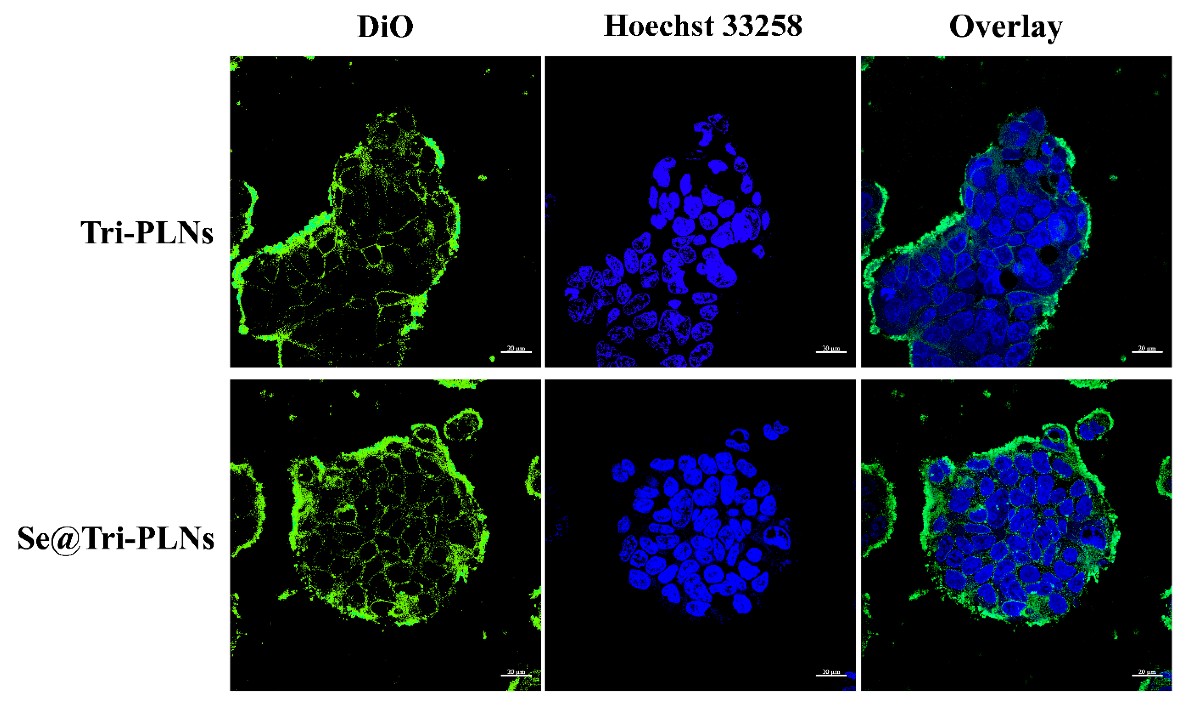 Pharmaceutics 15 00821 g008