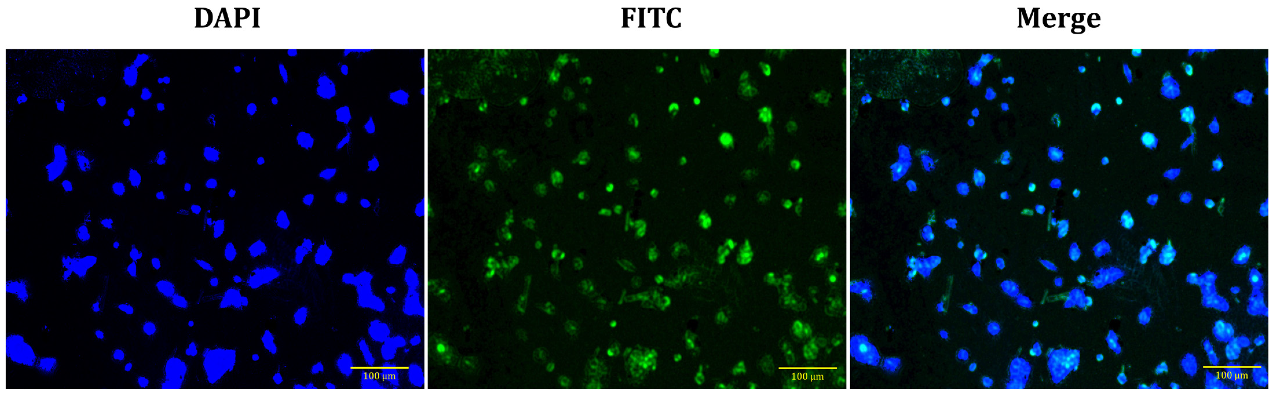 Pharmaceutics 15 00822 g008 Pharmaceutics 15 00822 g008