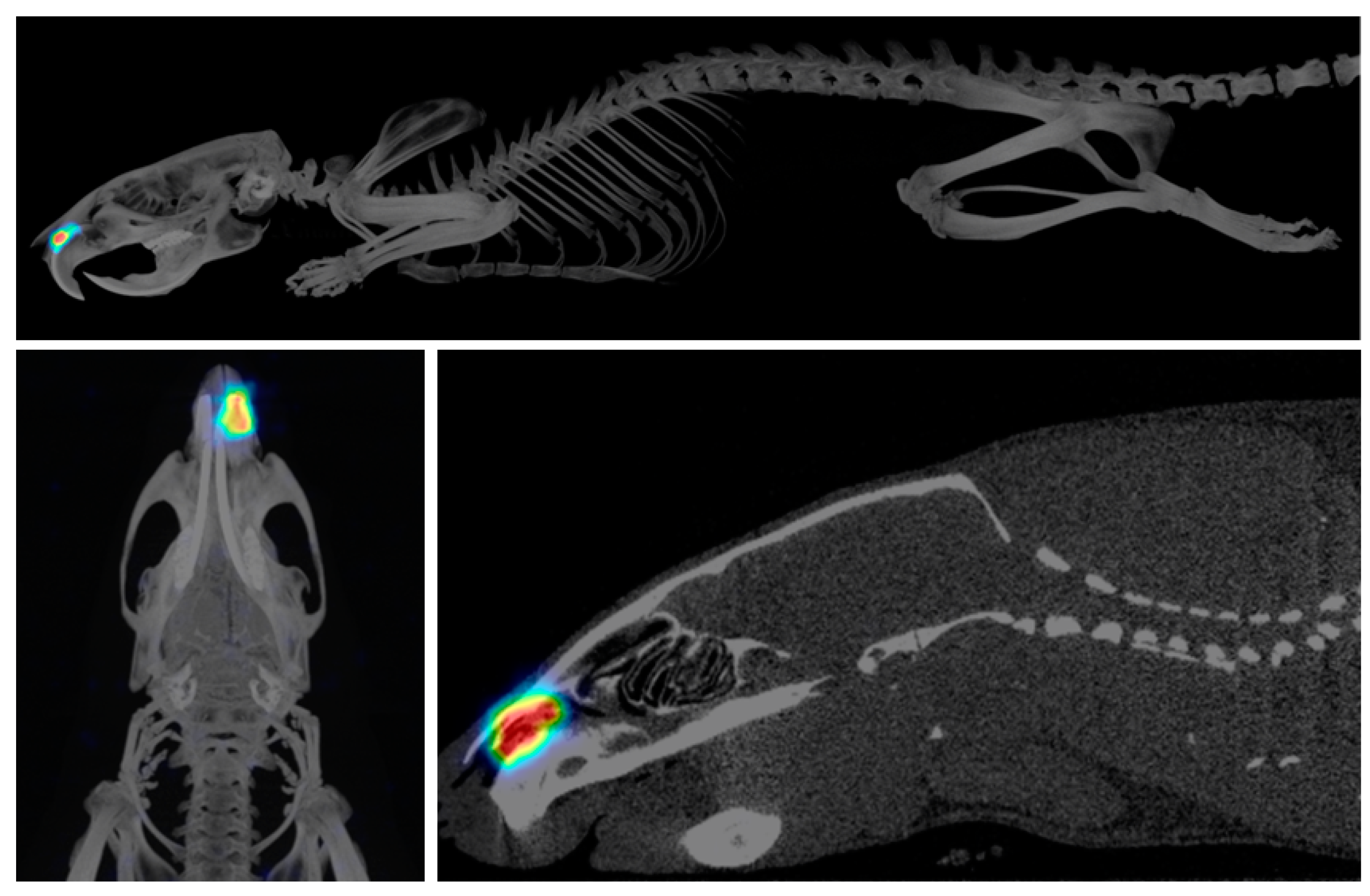 Pharmaceutics 15 00843 g005 Pharmaceutics 15 00843 g005