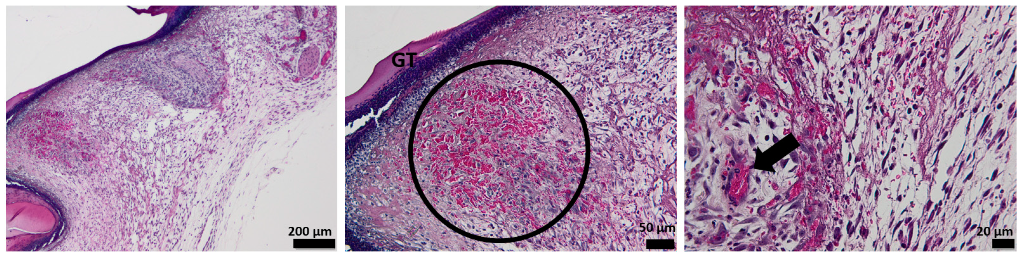 Pharmaceutics 15 00857 g011