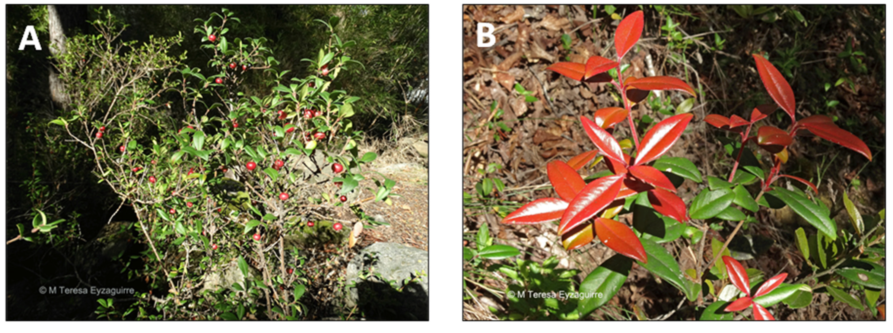 Pharmaceutics 15 00897 g002 Pharmaceutics 15 00897 g002