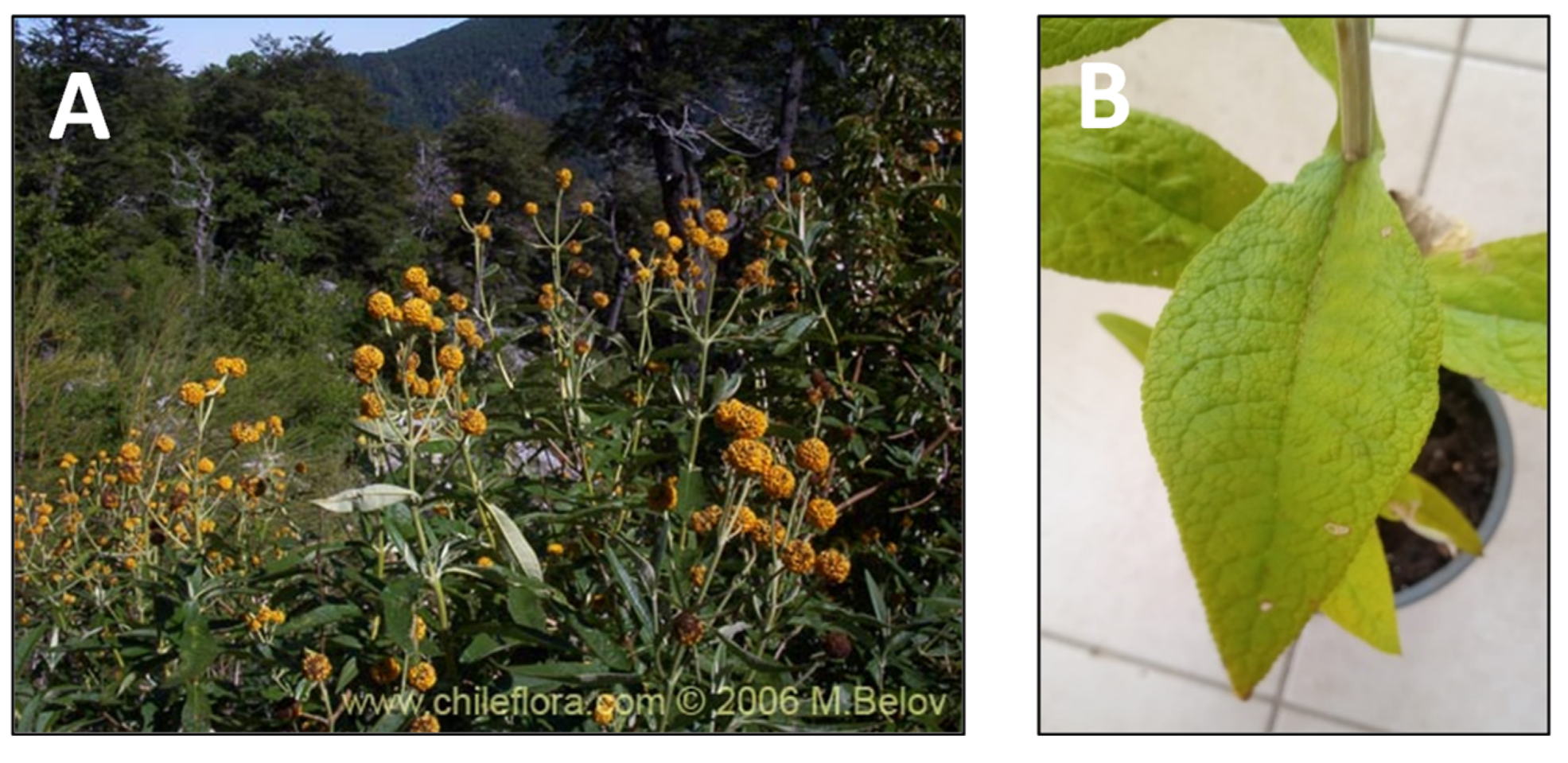 Pharmaceutics 15 00897 g003 Pharmaceutics 15 00897 g003